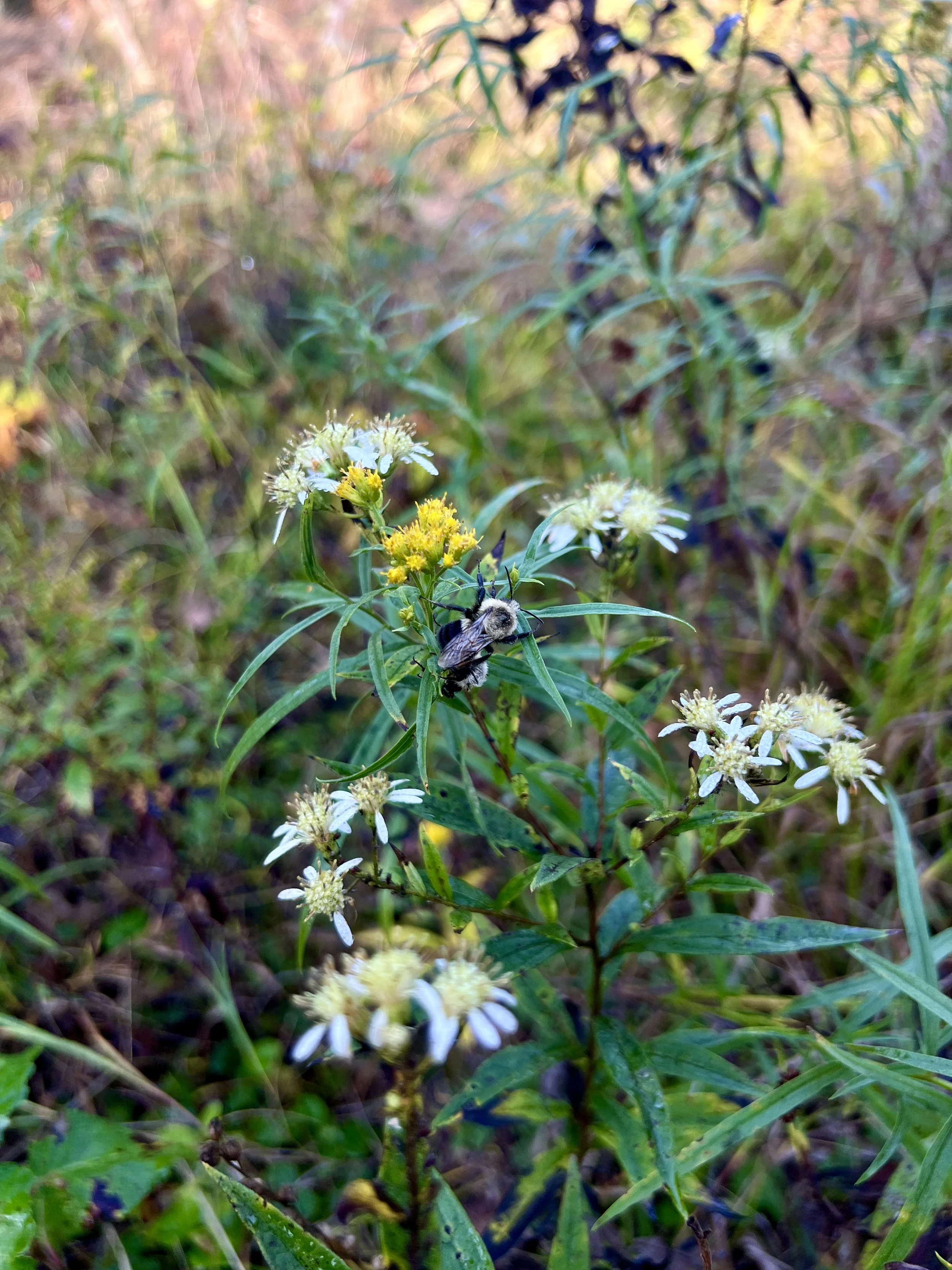 Flat topped white aster flowers being visited by a large eastern bumblebee