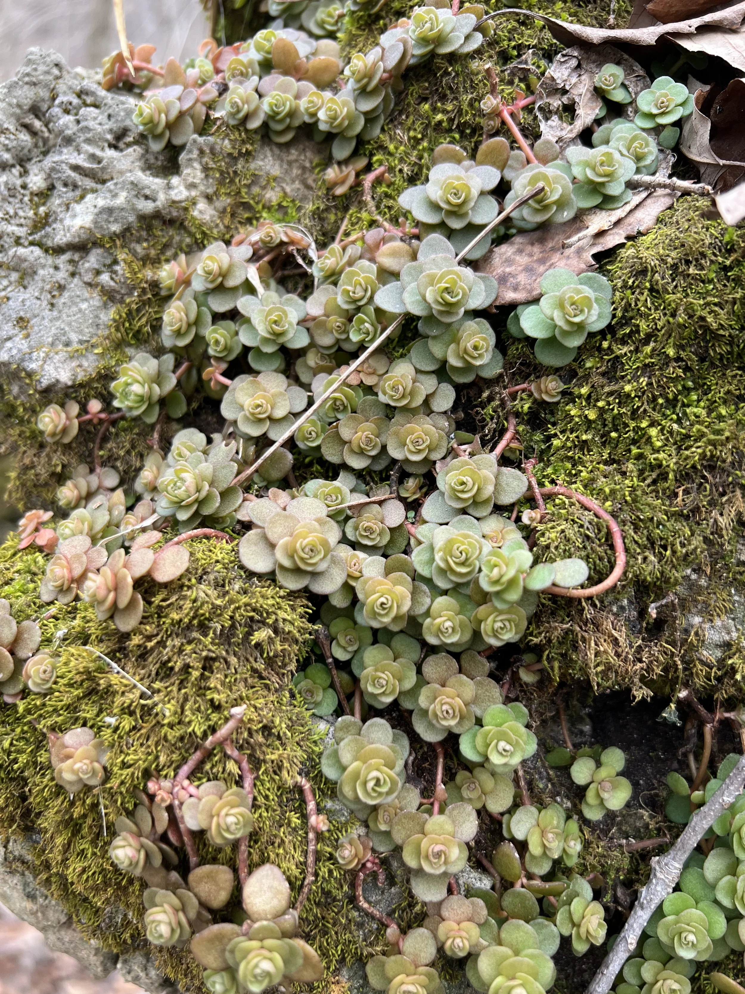 A grouping of the plump leaves of woodland stonecrop.
