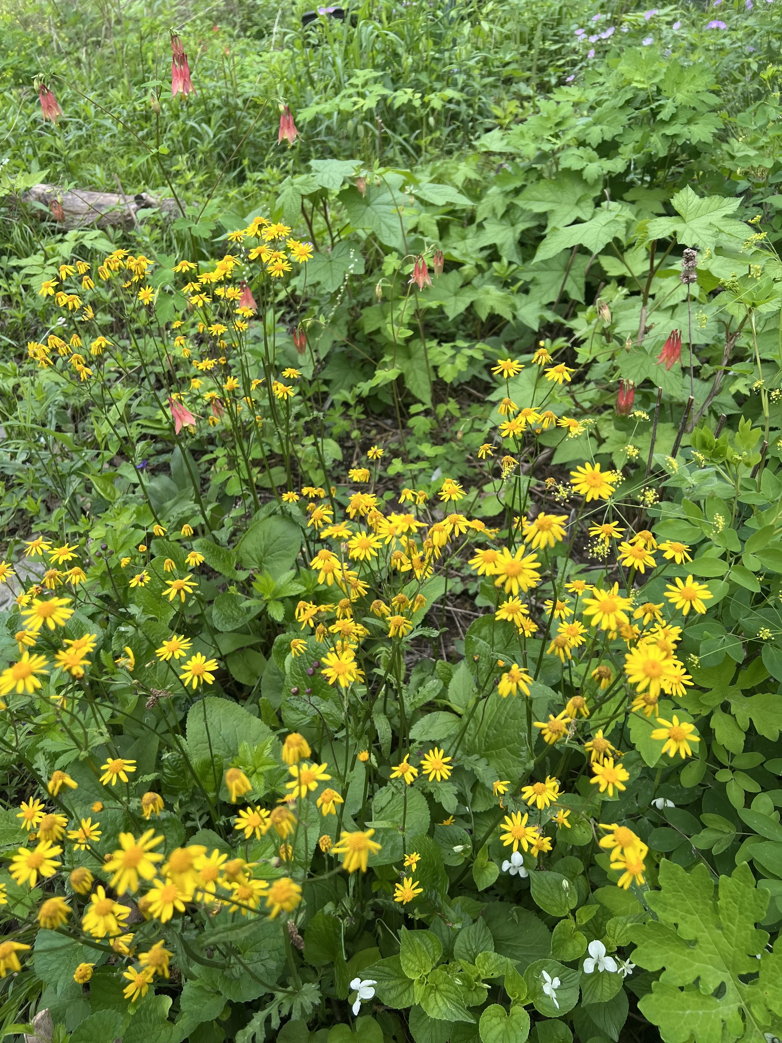 Golden ragwort (Packera aurea) and wild columbine (Aquilegia canadensis) steal the show in May. Bishop’s cap, cream violet and wild geranium are also blooming.  What a lovely time of year.  Later in the season, the plants in this area are a lot talle