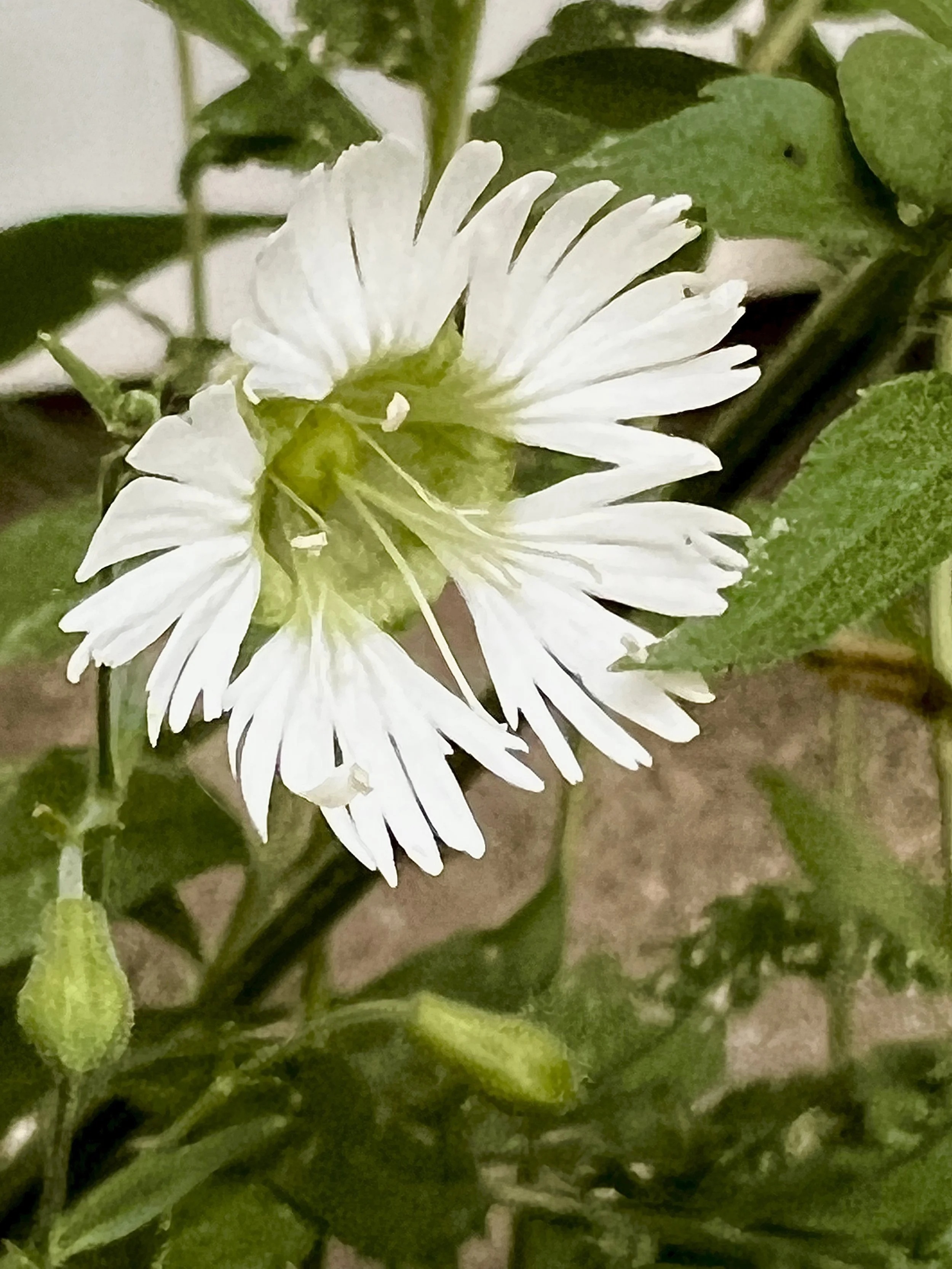 Starry Campion (Silene stellata)