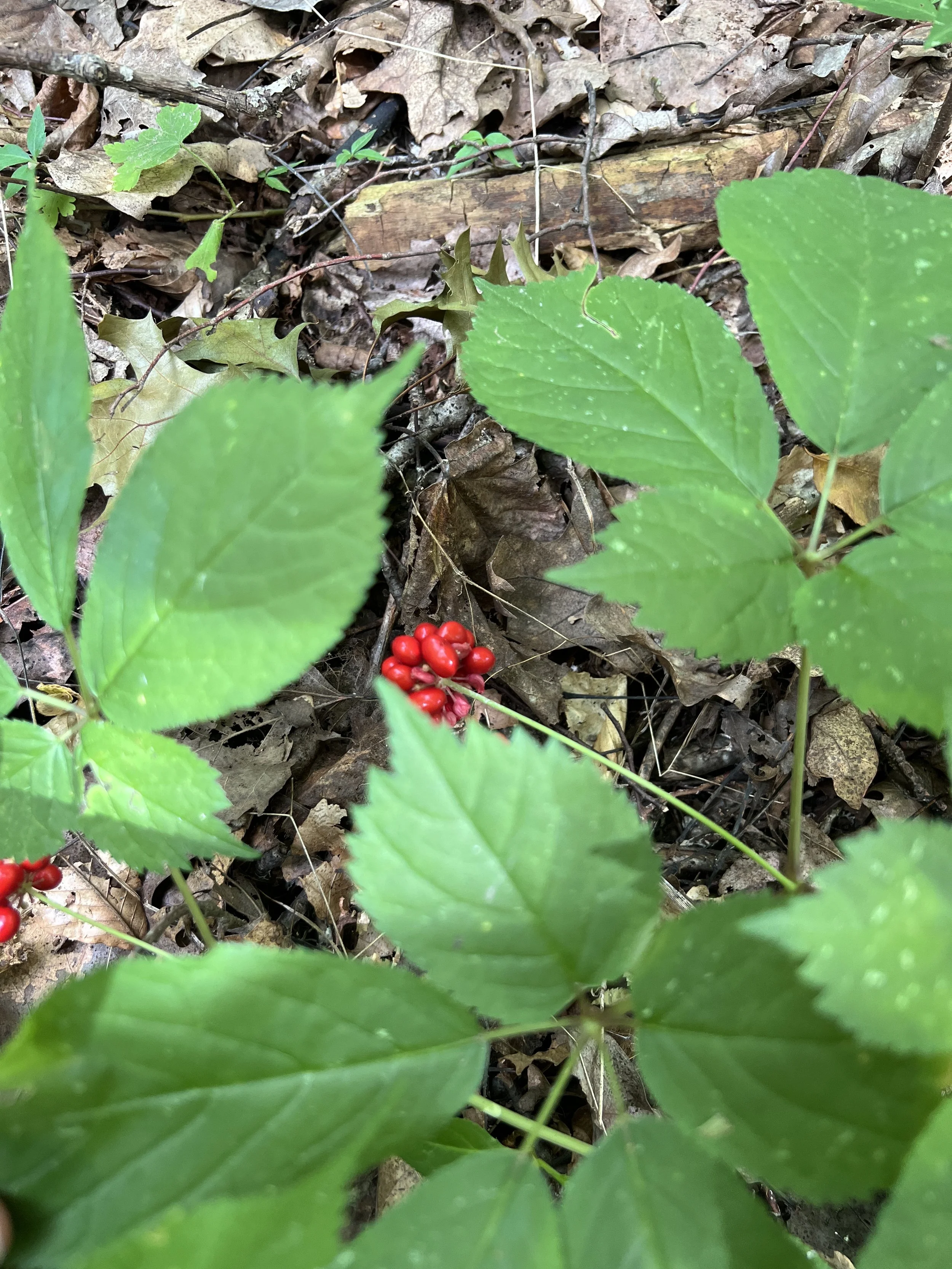 A flower stalk of American Ginseng leans to one side, heavy with bright red berries.