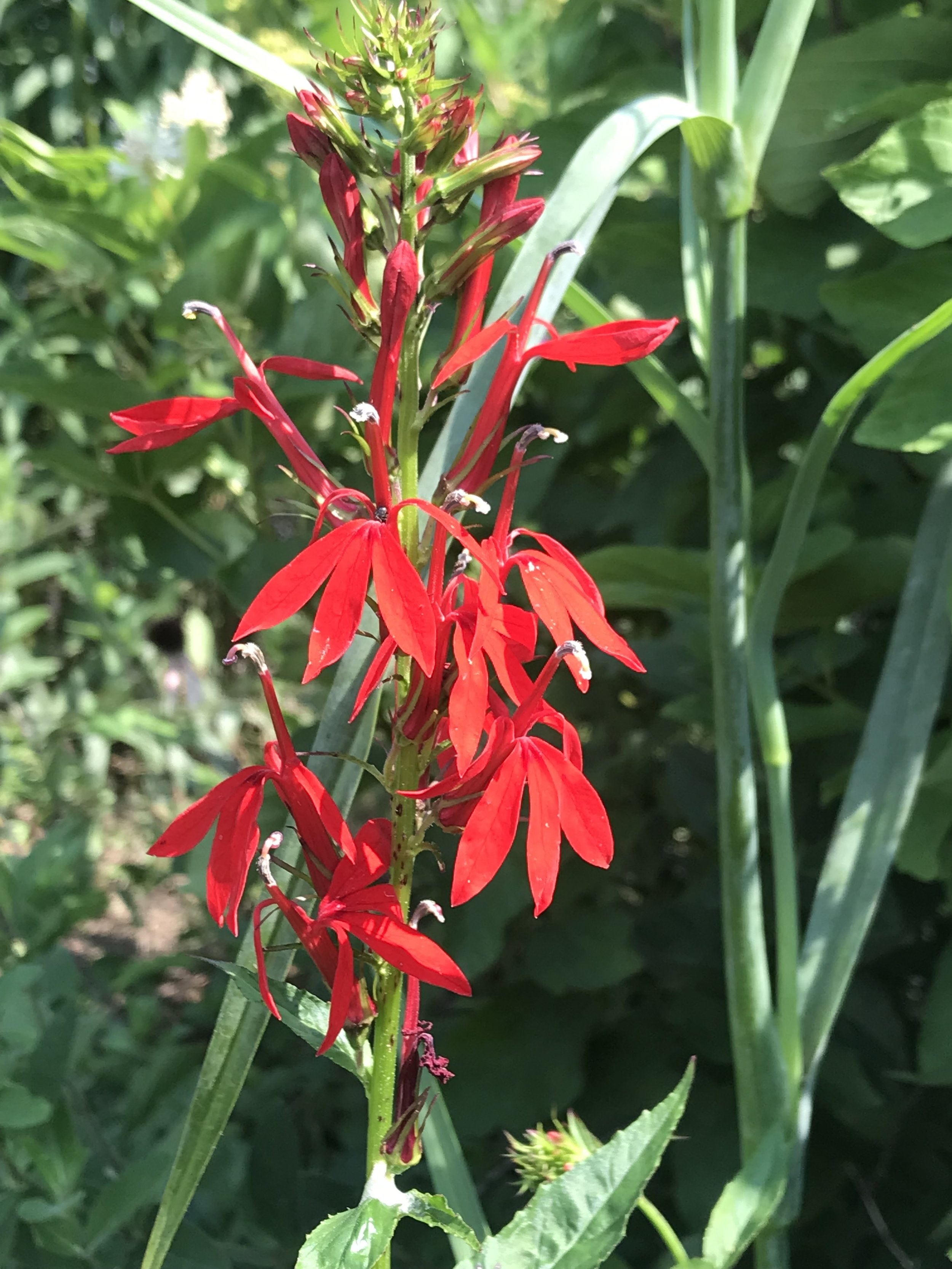 Cardinal Flower (Lobelia cardinalis)