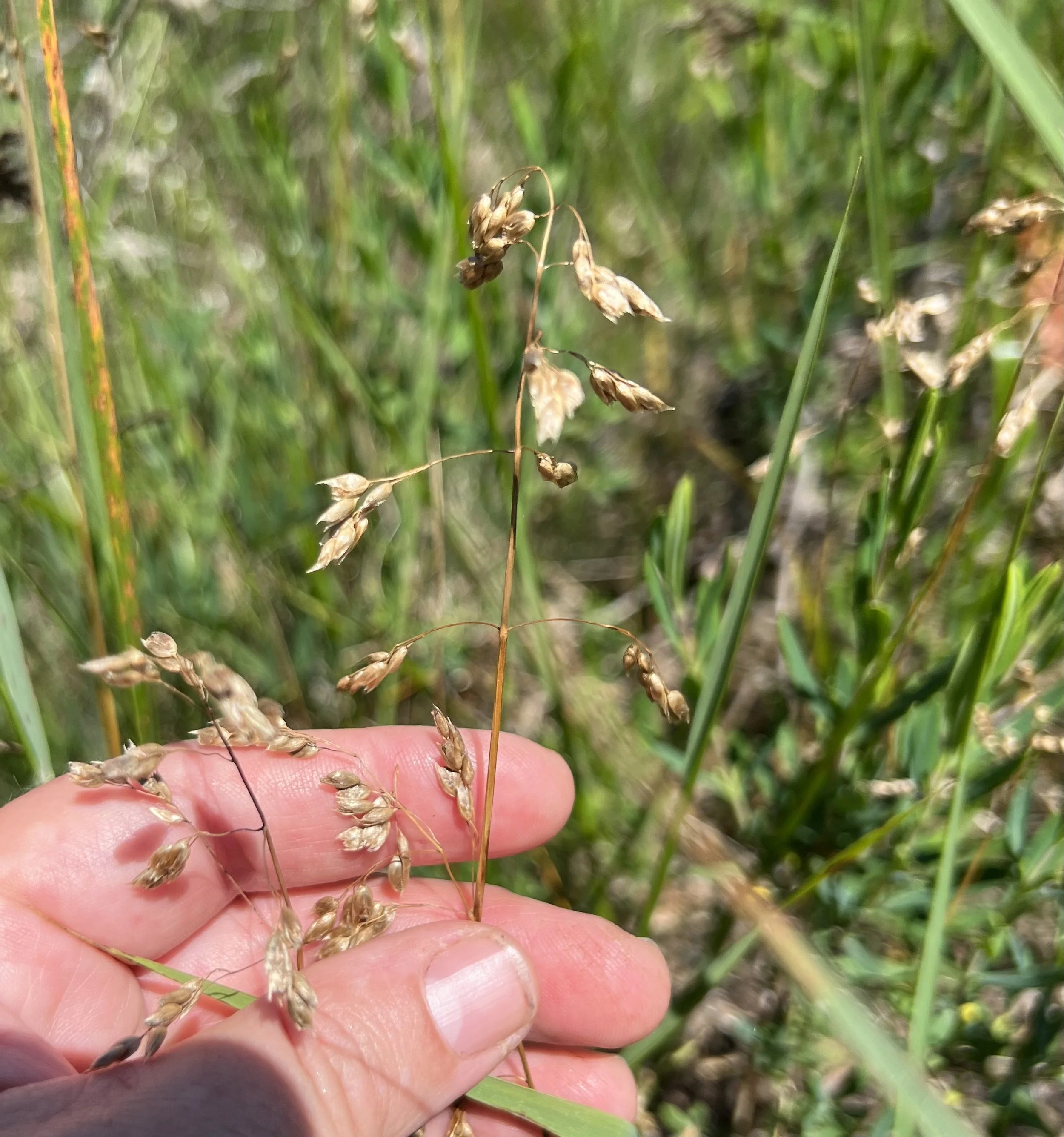 Sweet Grass (Anthoxanthum hirtum)