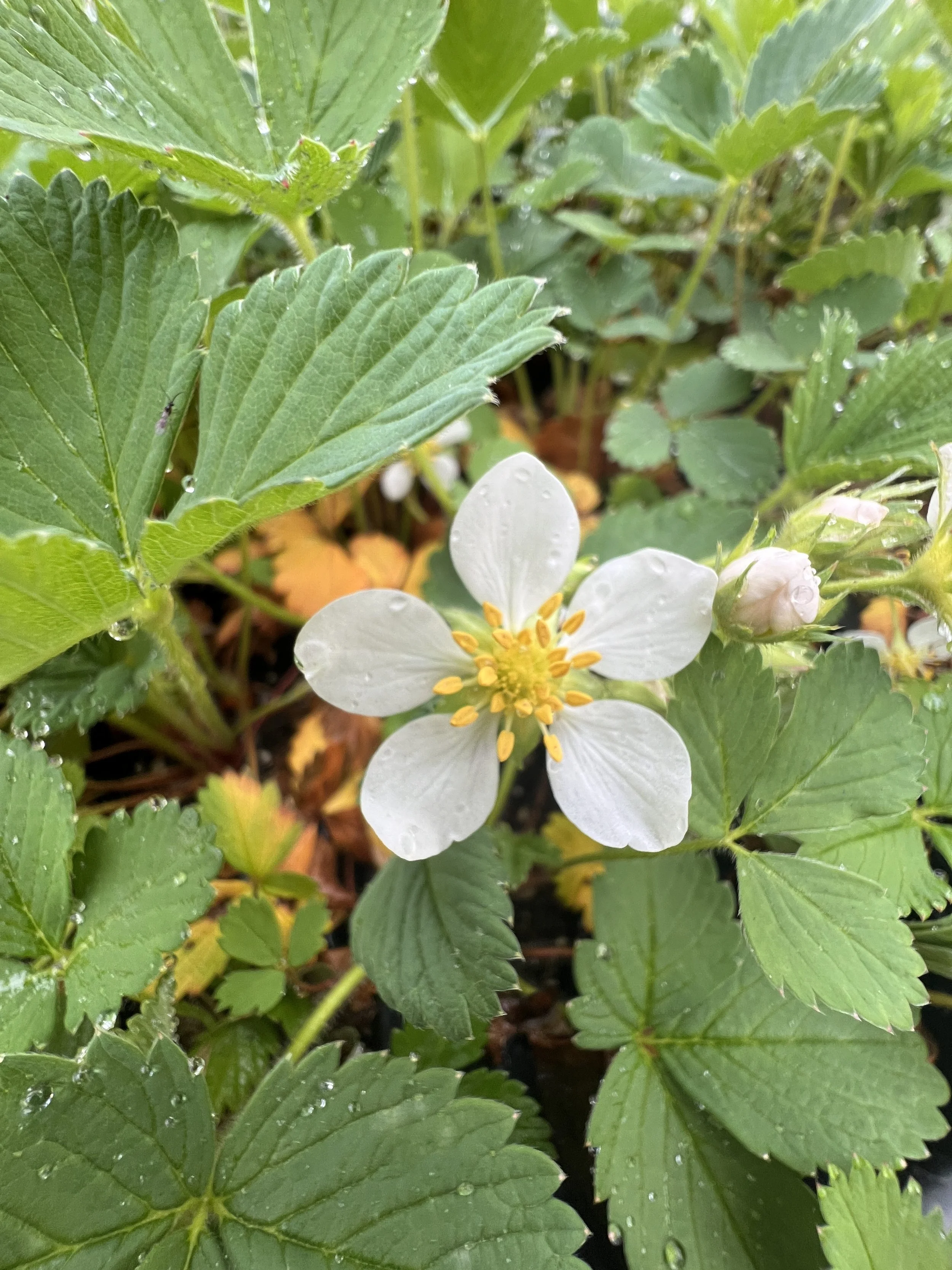 Wild Strawberry flowers have five rounded white petals and numberous stamens with yellow anthers.