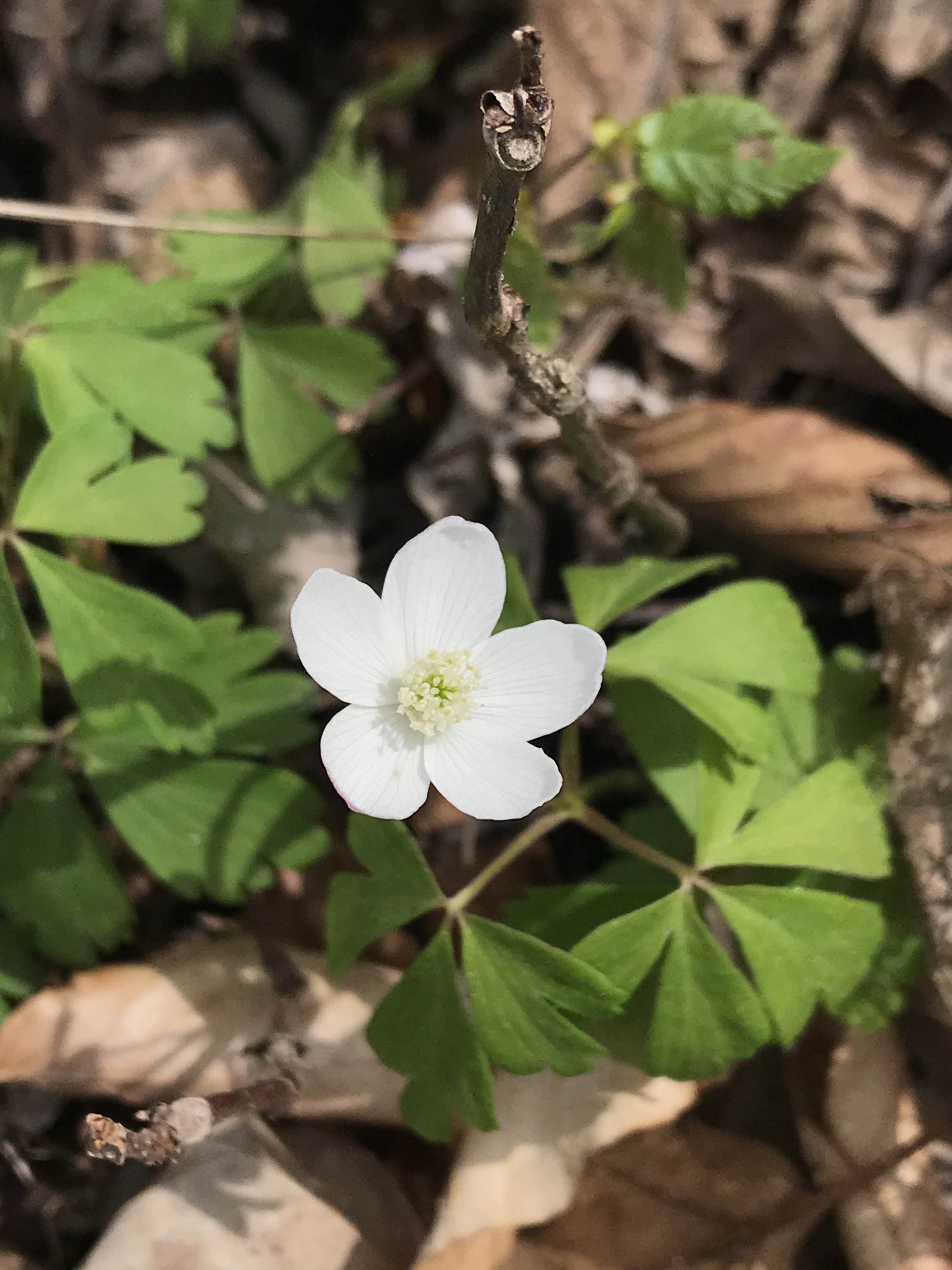 A wood anemone plant with a single white flower among decaying leaves on the forest floor.