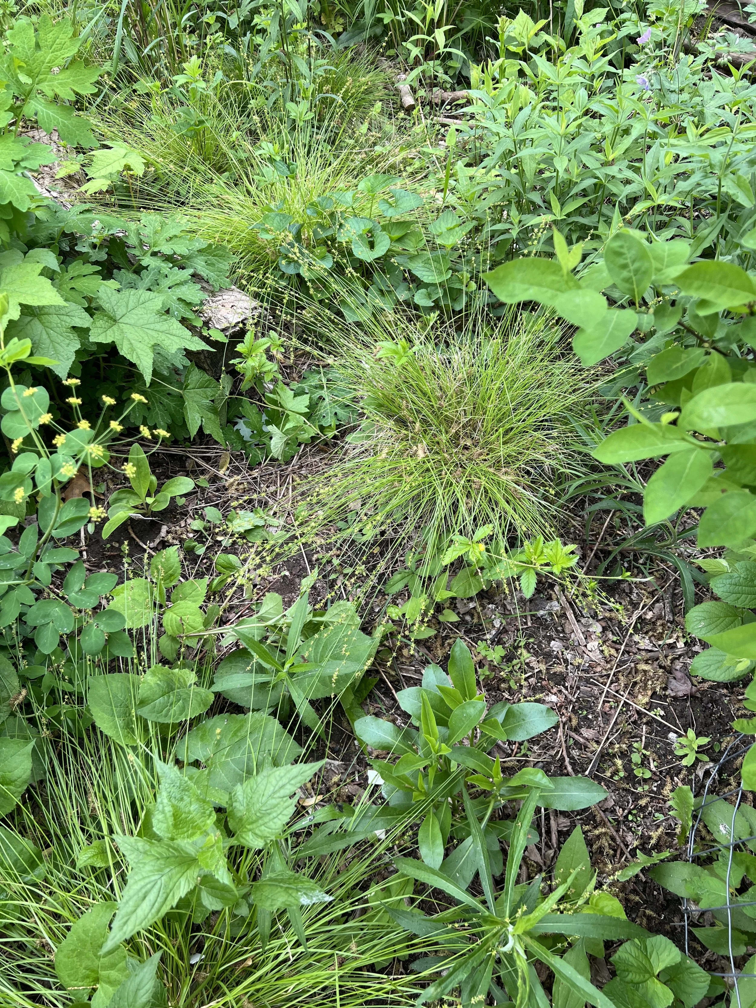 Eastern Star Sedge (Carex radiata)