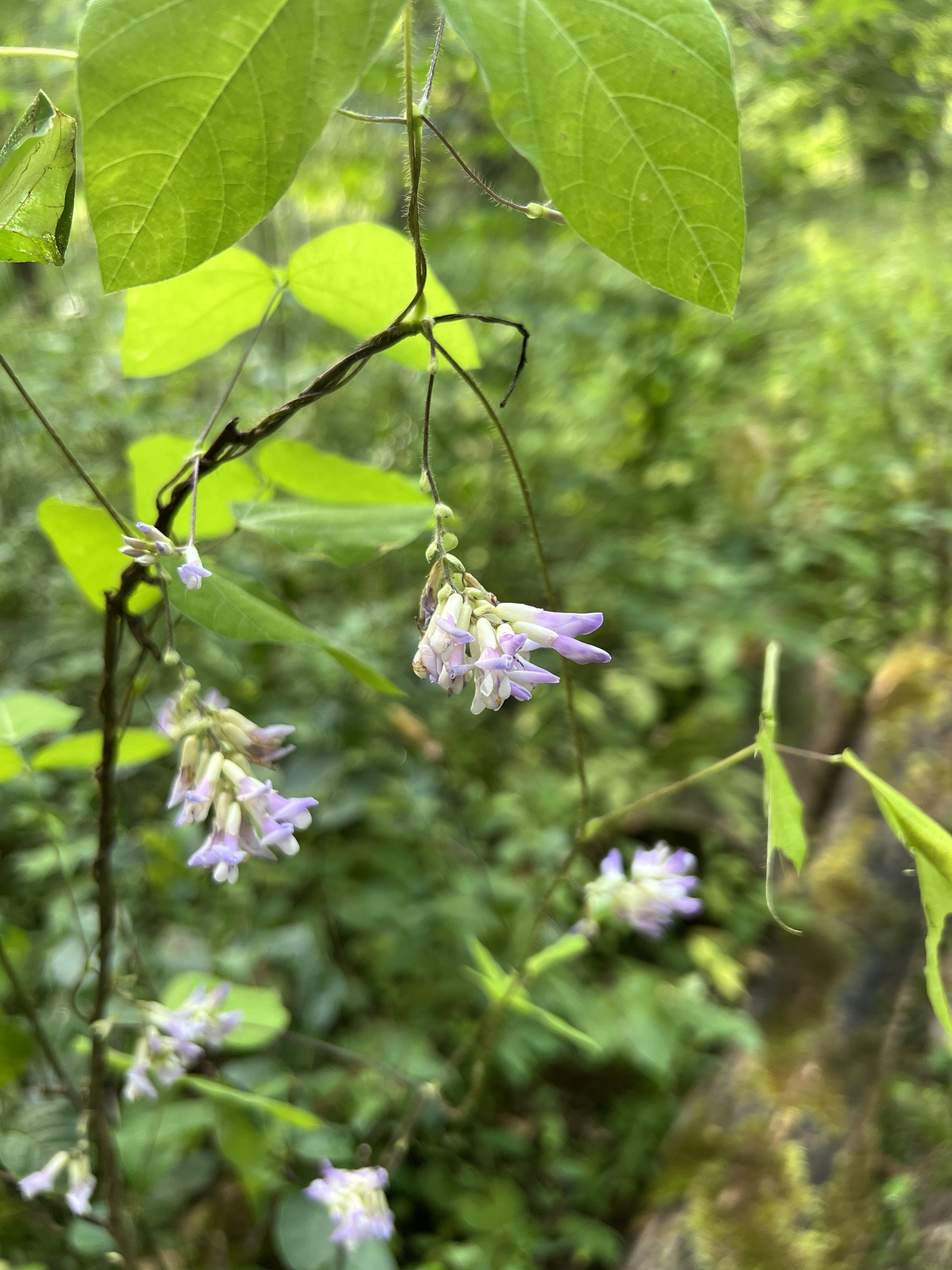 Hog Peanut (Amphicarpaea bracteata)