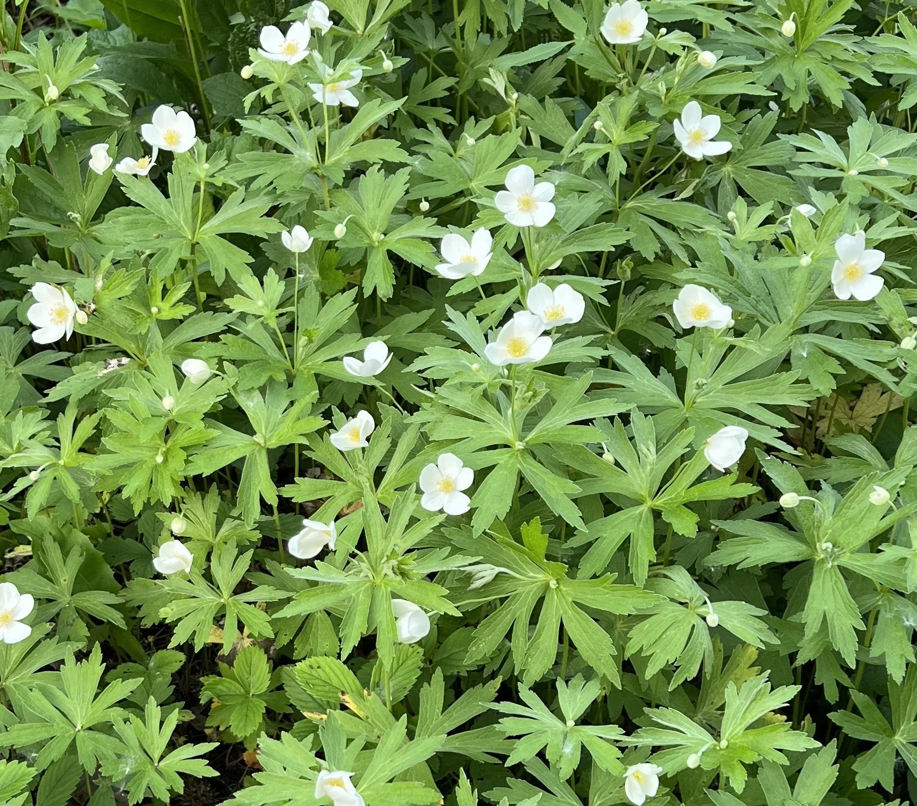 Canada Anemone (Anemone canadensis)