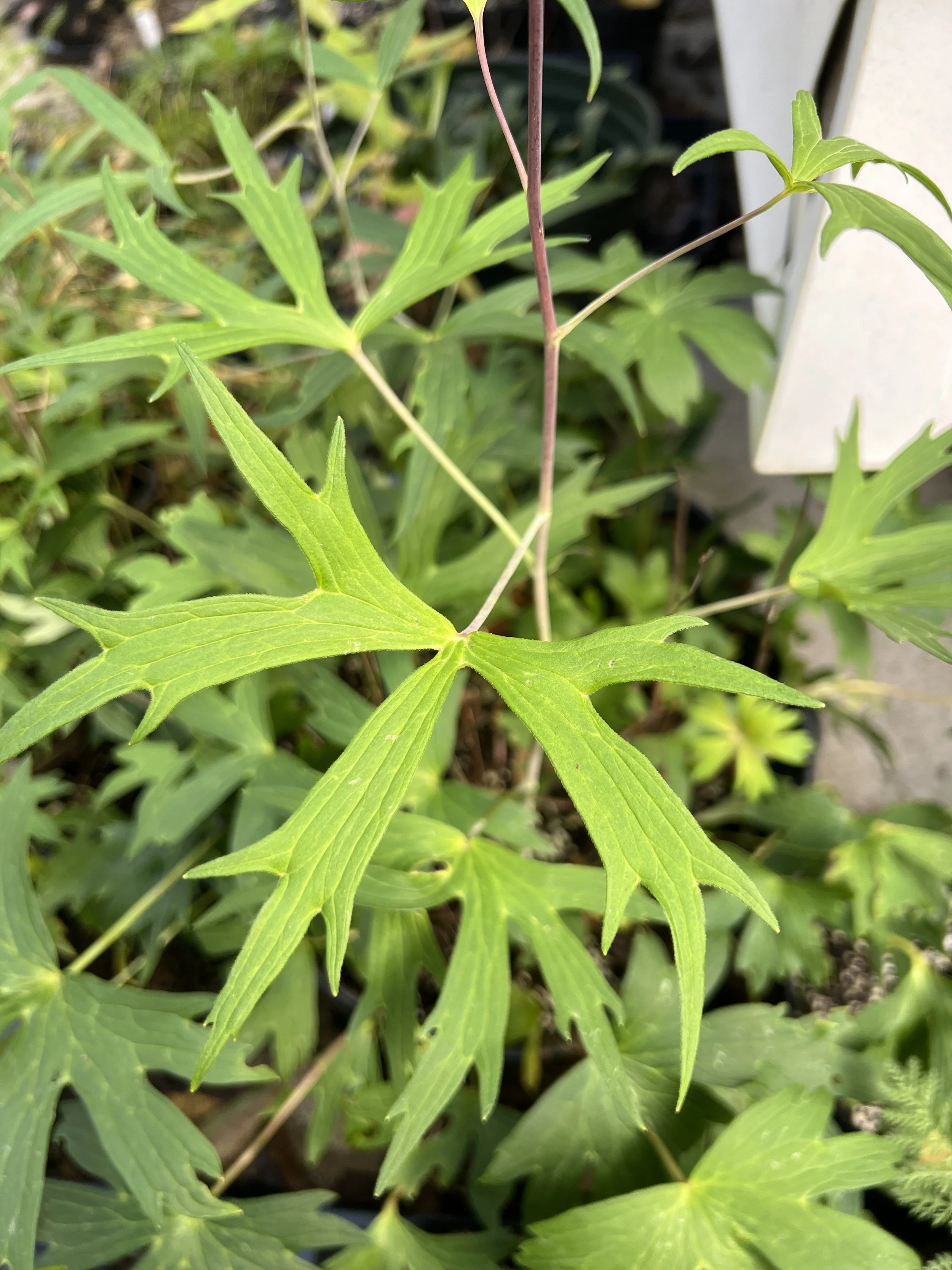 This image shows the deeply lobed, palmate leaf of tall larkspur (Delphinium exaltatum)