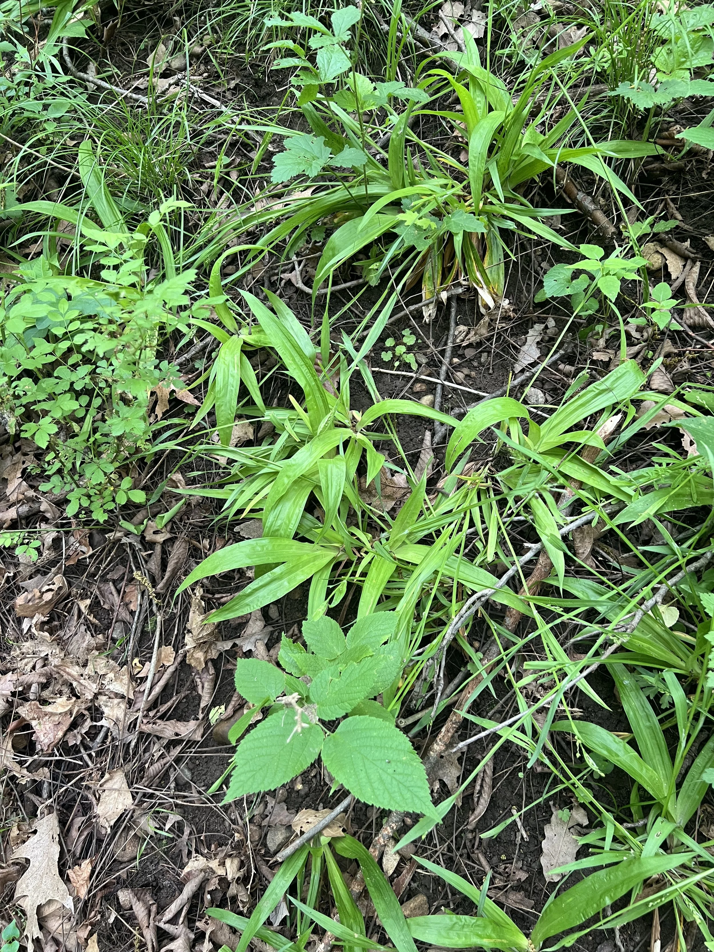 White Bear sedge with other woodland plants.