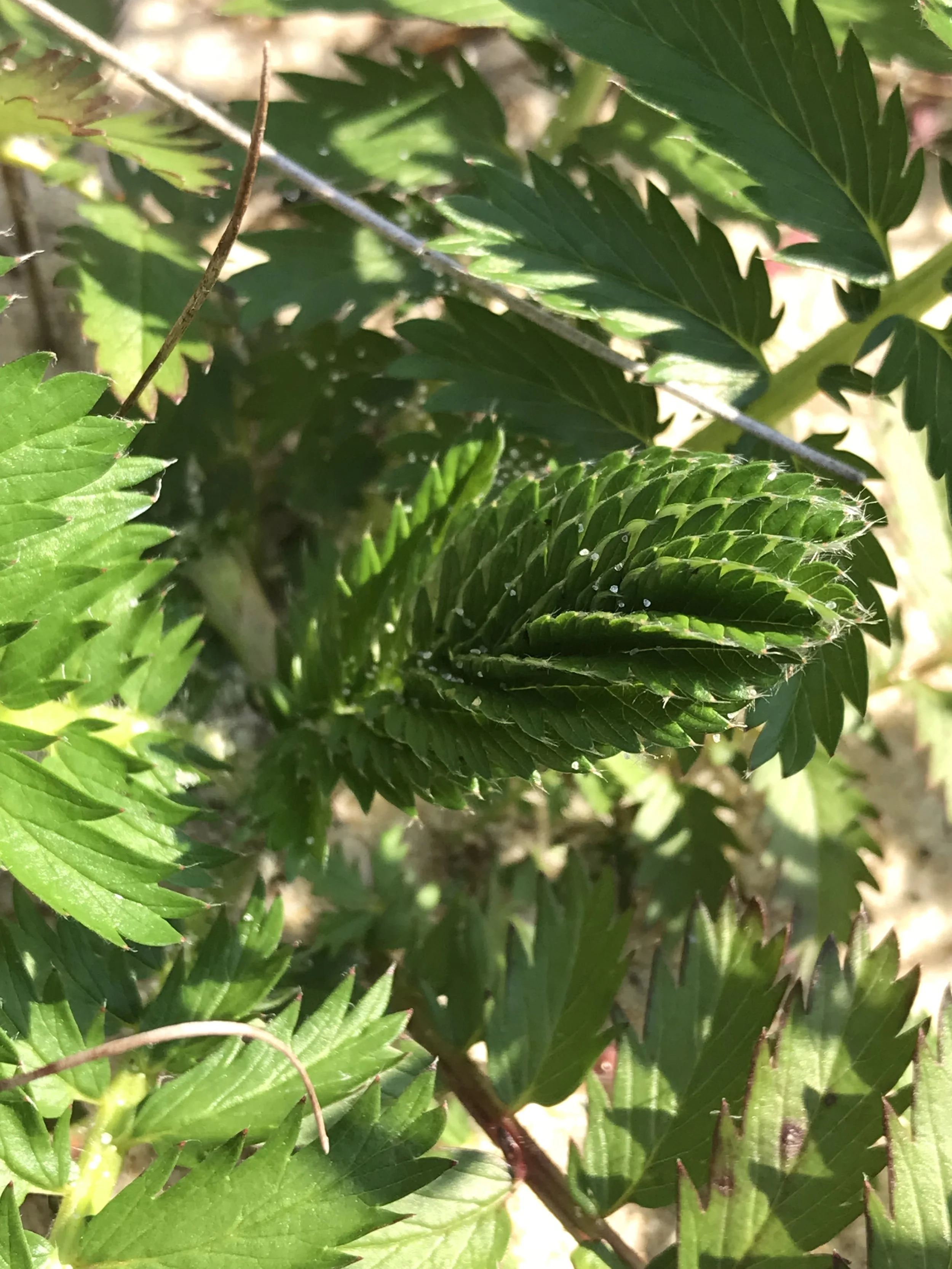 The leaves of Silverweed Cinquefoil are feathery/fern-like. They are compound with leaflets opposite each other and a becoming color of green.