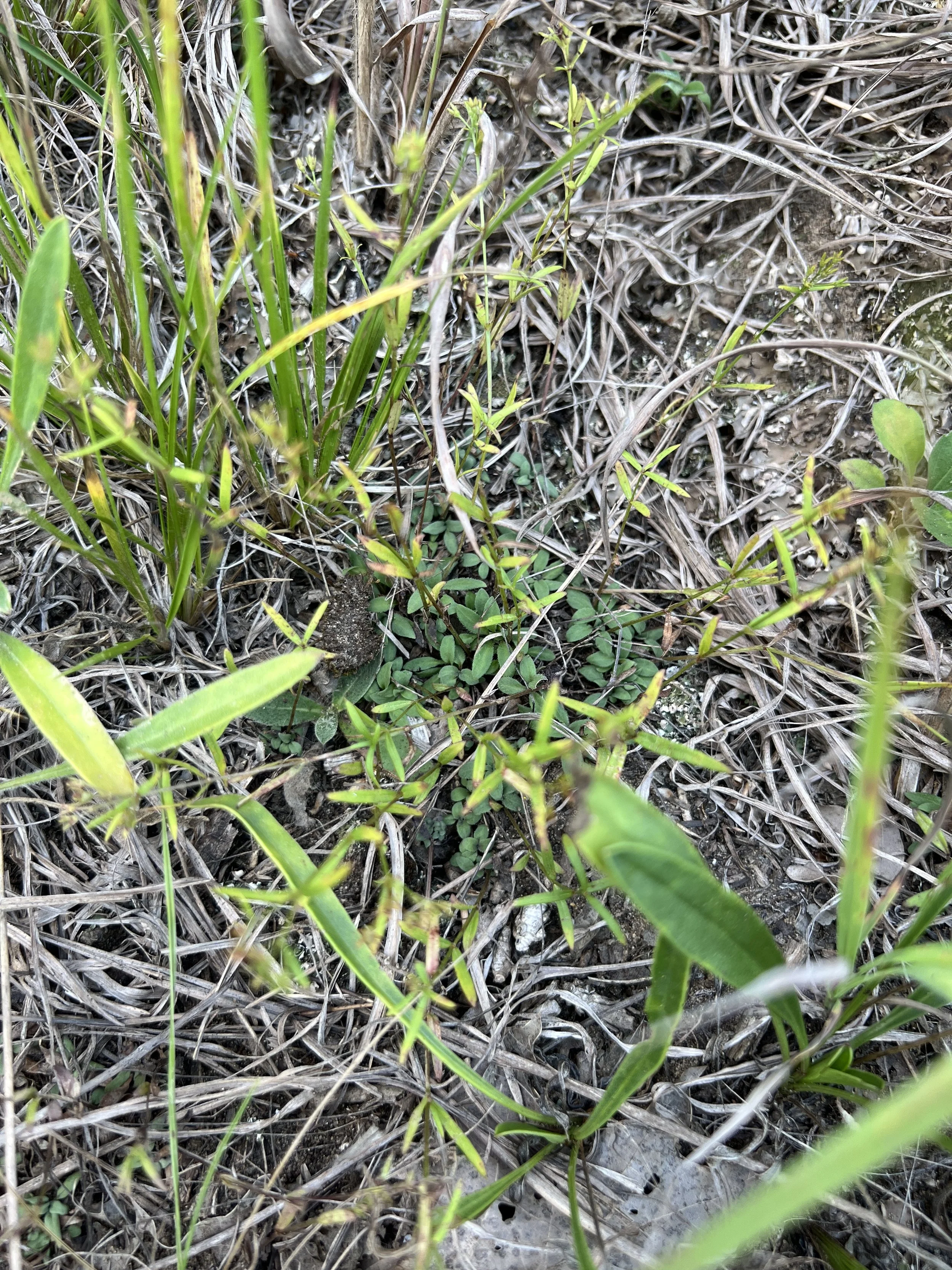 The basal leaves of Canada Bluet are usually always present and pubescent towards the edges of the leaves.