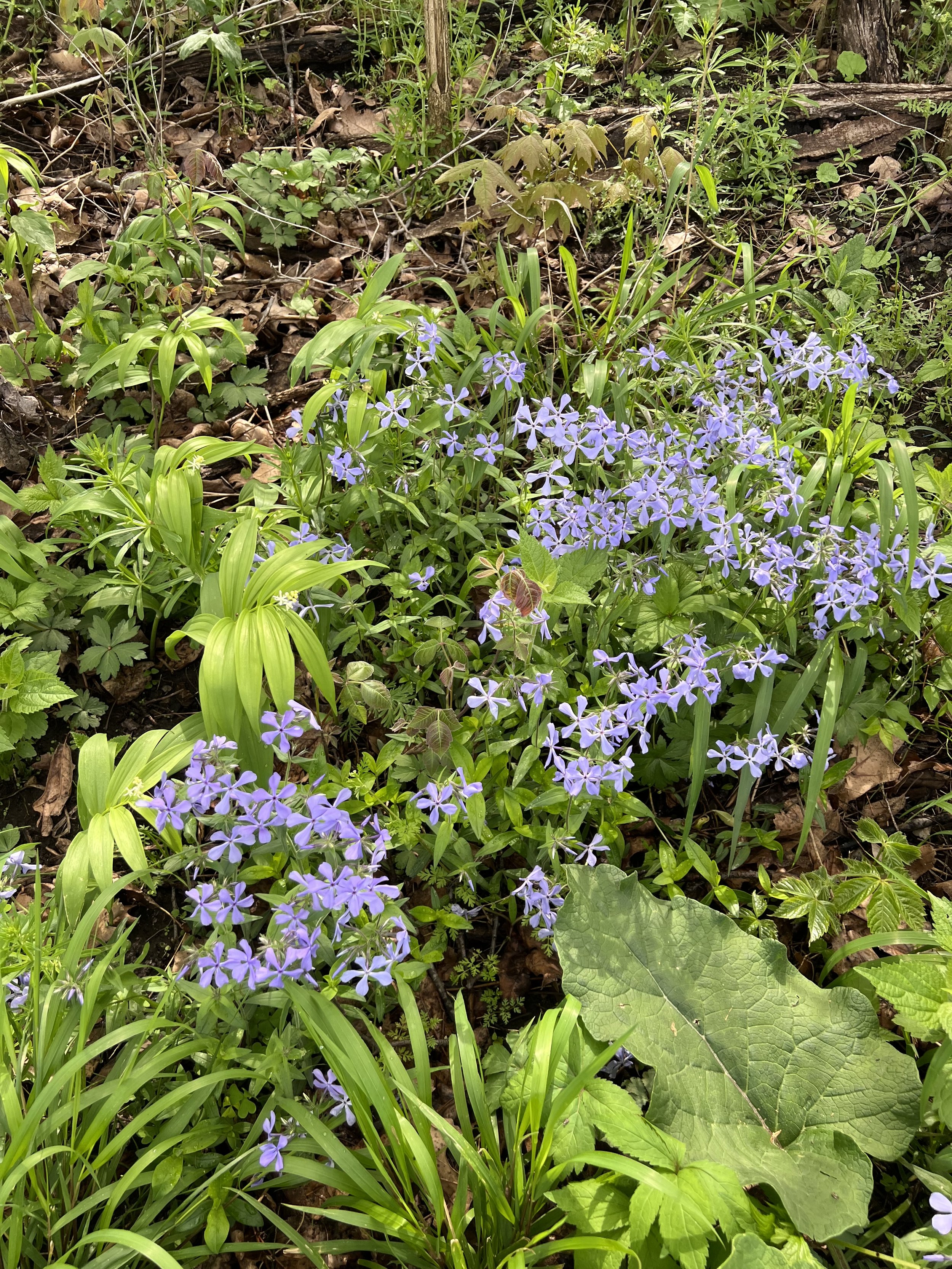 IMG_4575.jpeg