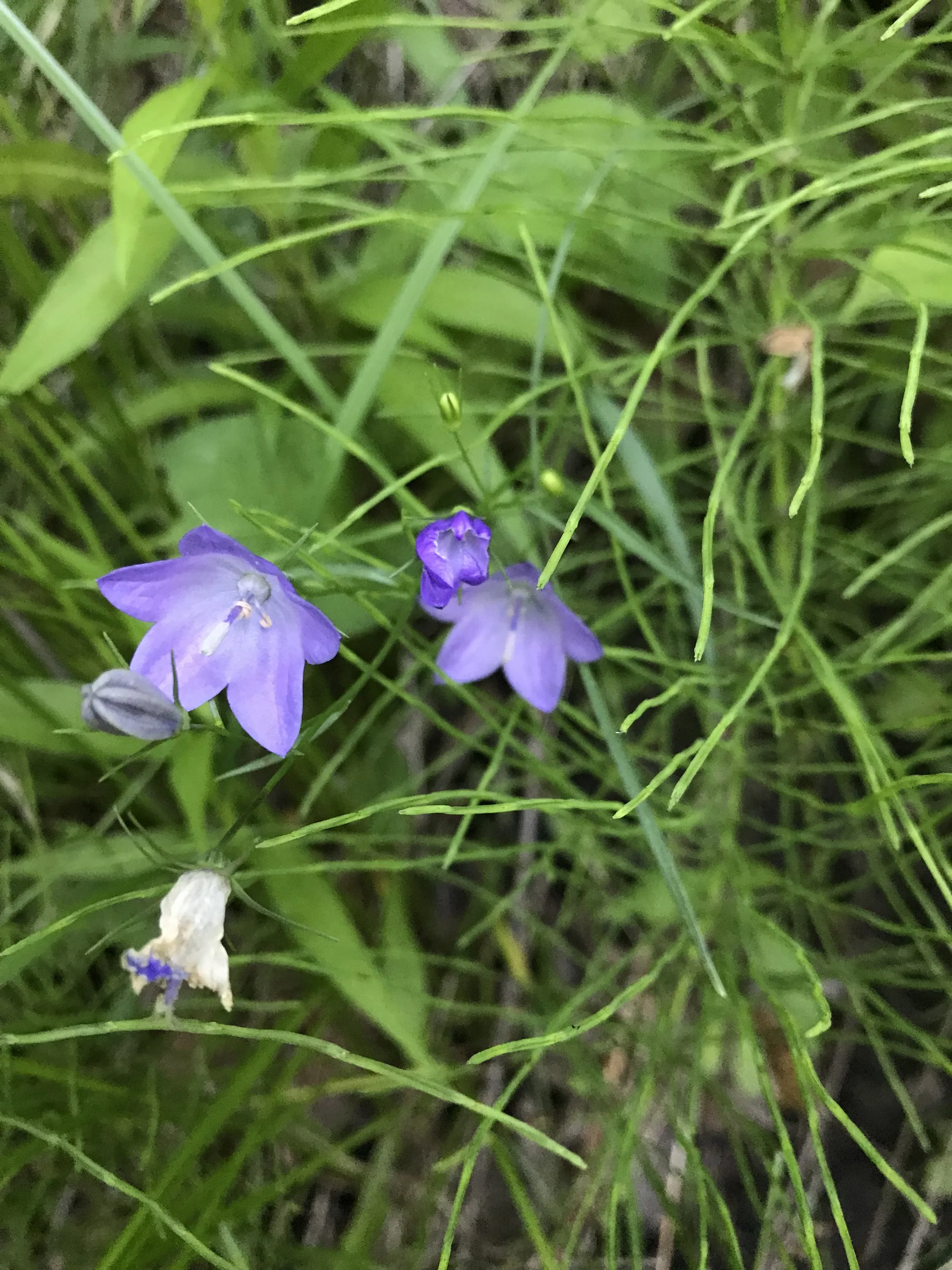 Two open purple harebell (Campanula rotundifolia) flowers are visible with many linear leaves.