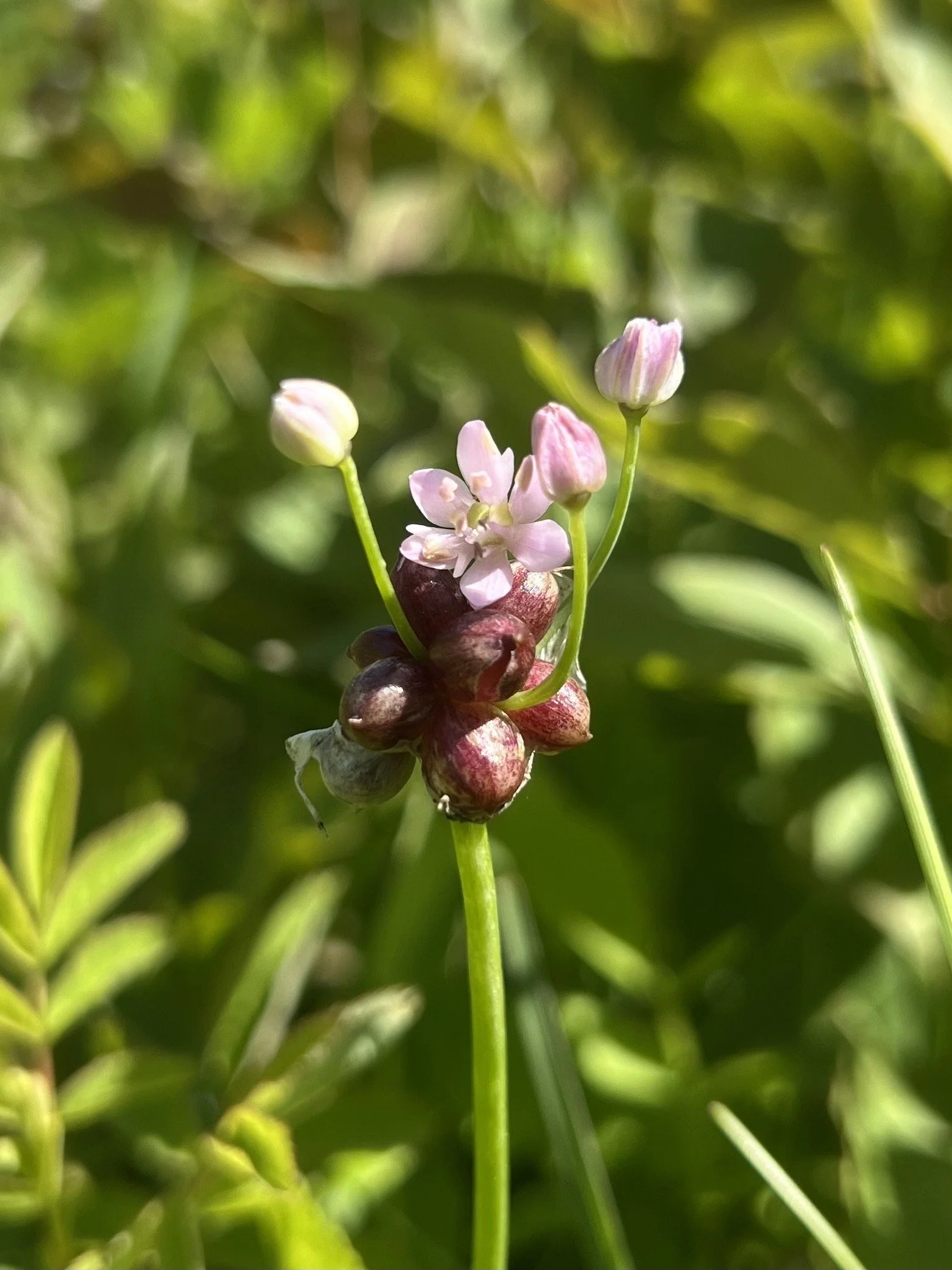Wild Garlic (Allium canadense)