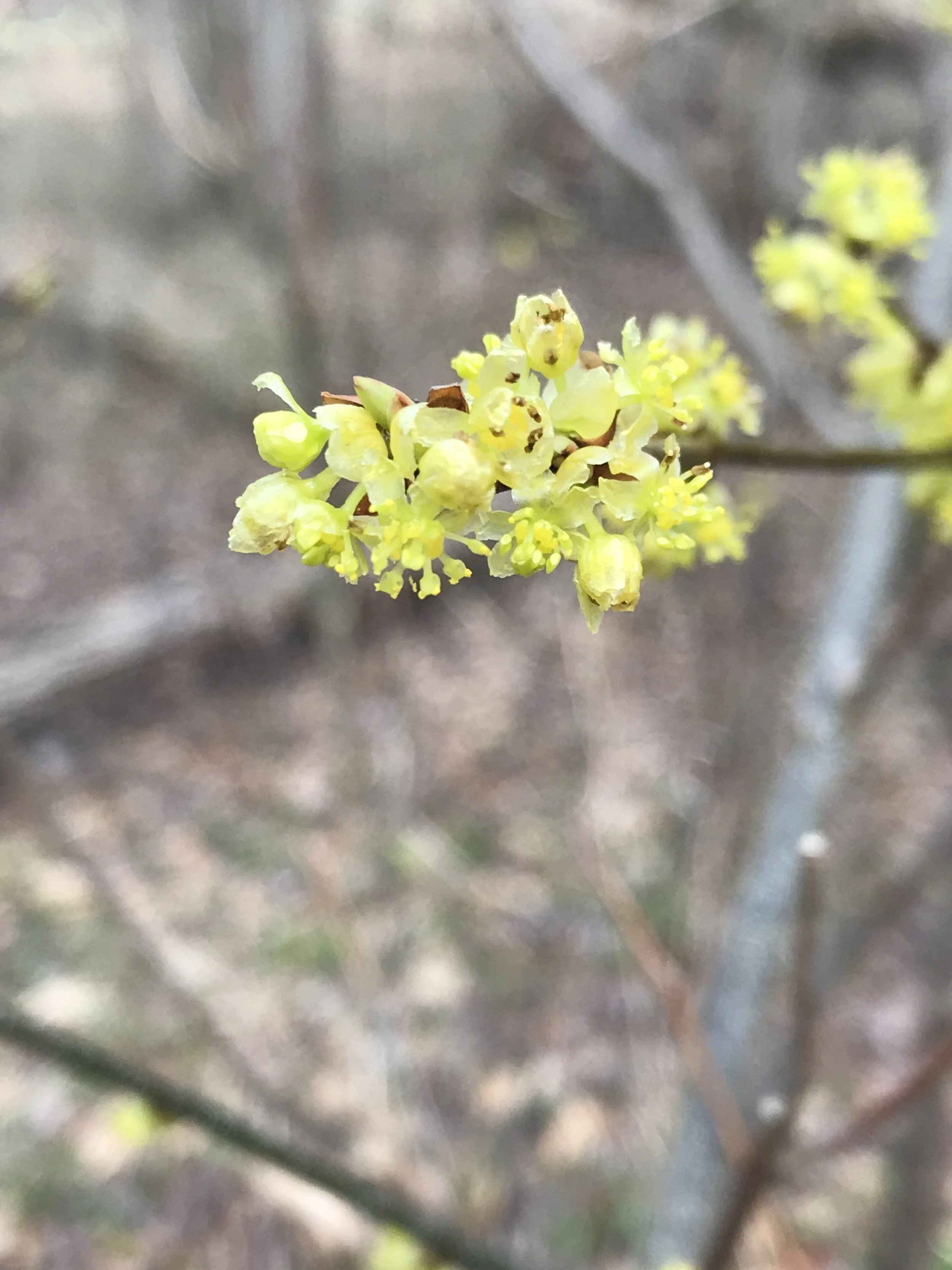 Clusters of yellow Spicebush flowers are blooming in early spring.  Plant Spicebush, not Forsythia.