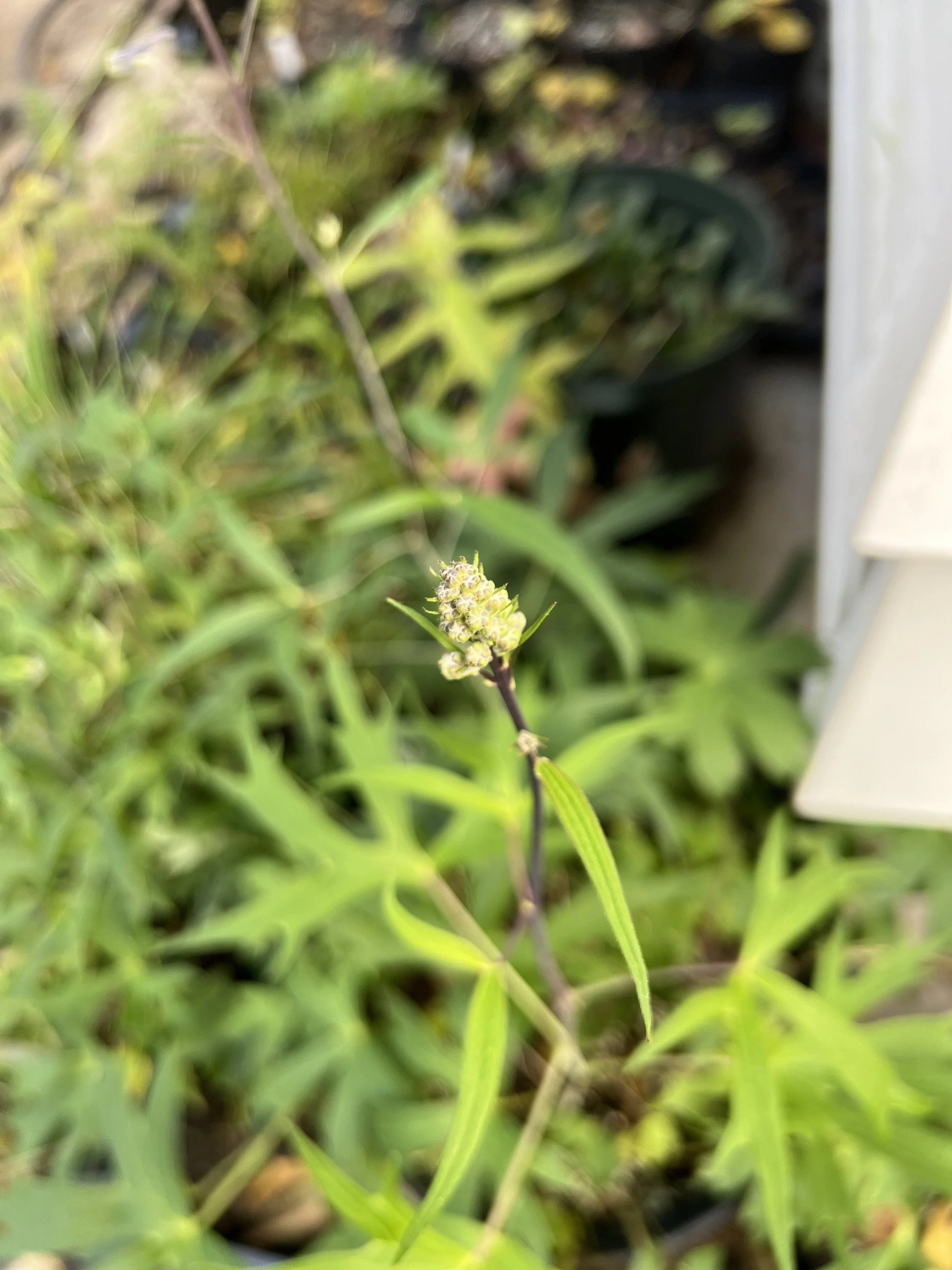 Unopened flowers in a clump that has not elongated.  Tall larkspur (Delphinium exaltatum)