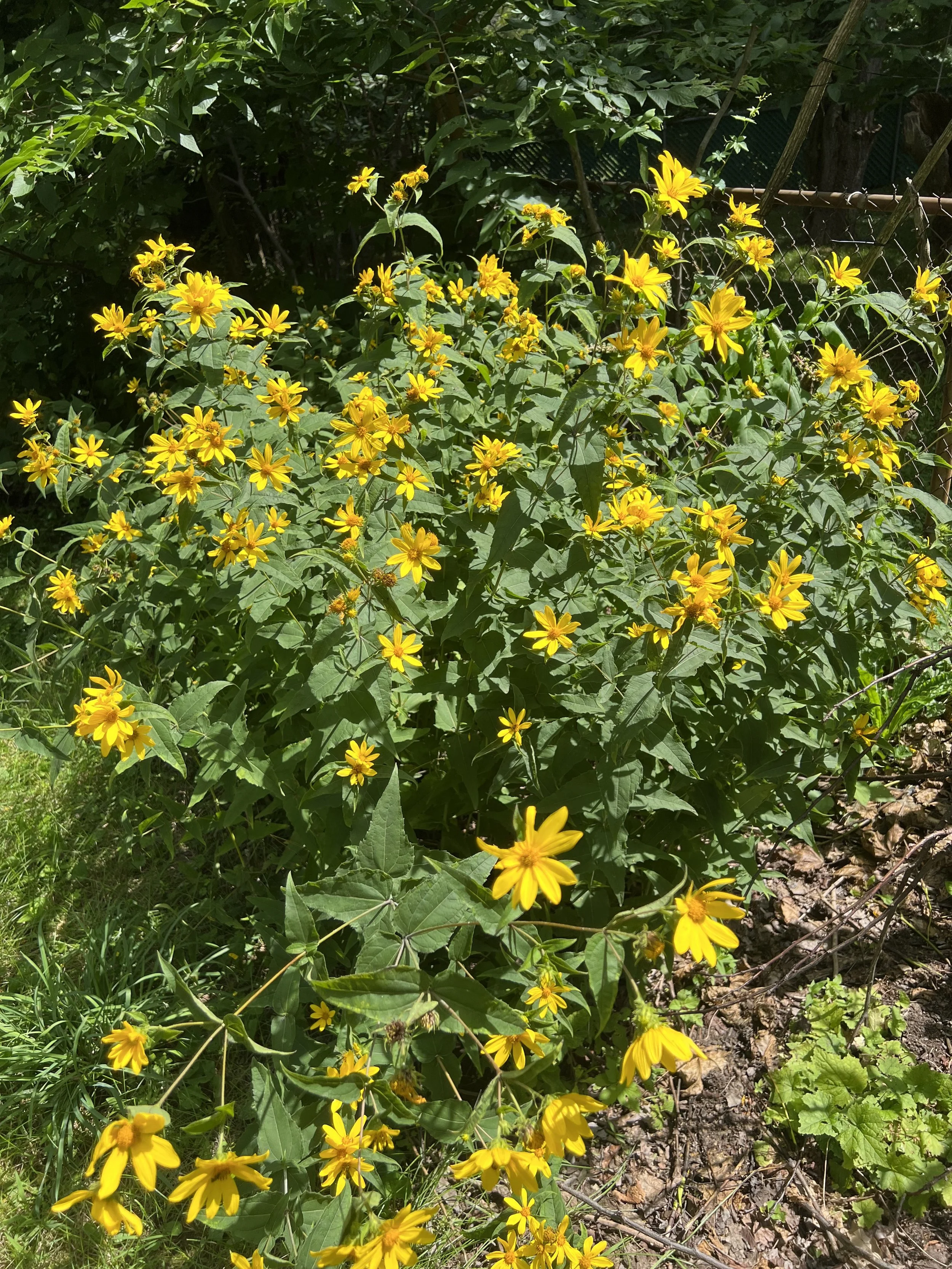 A large group of flowering woodland sunflower on the edge of the woods