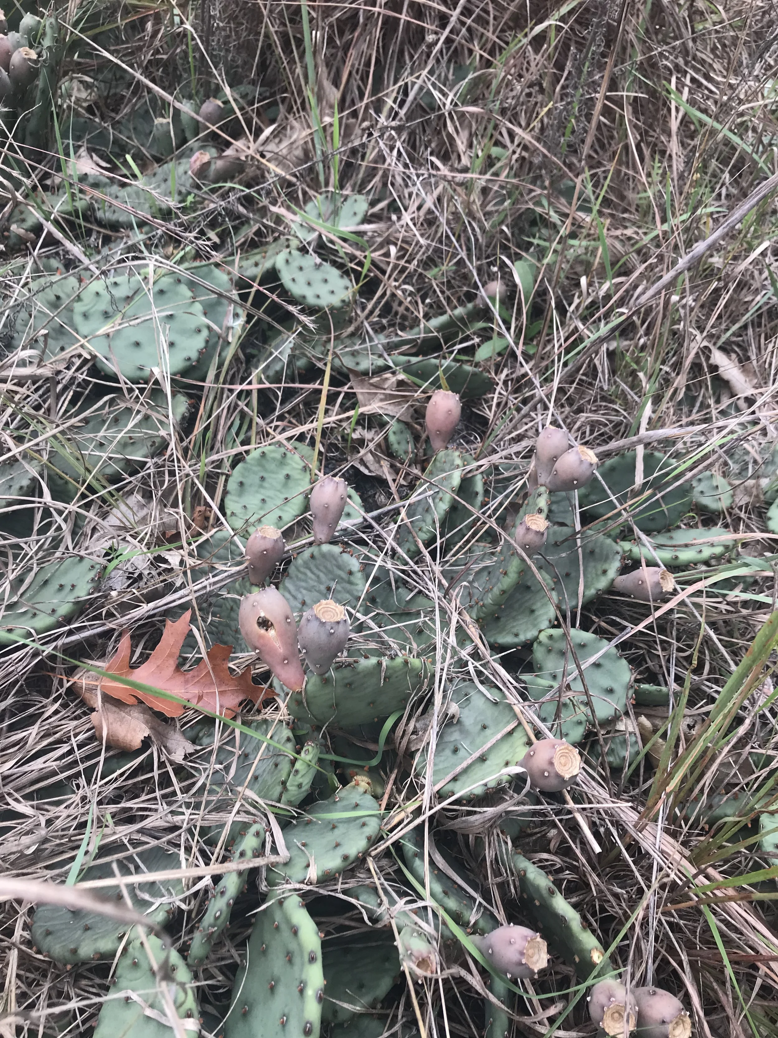 Prickly pear cactus pads with pink cactus fruits on the top of them.