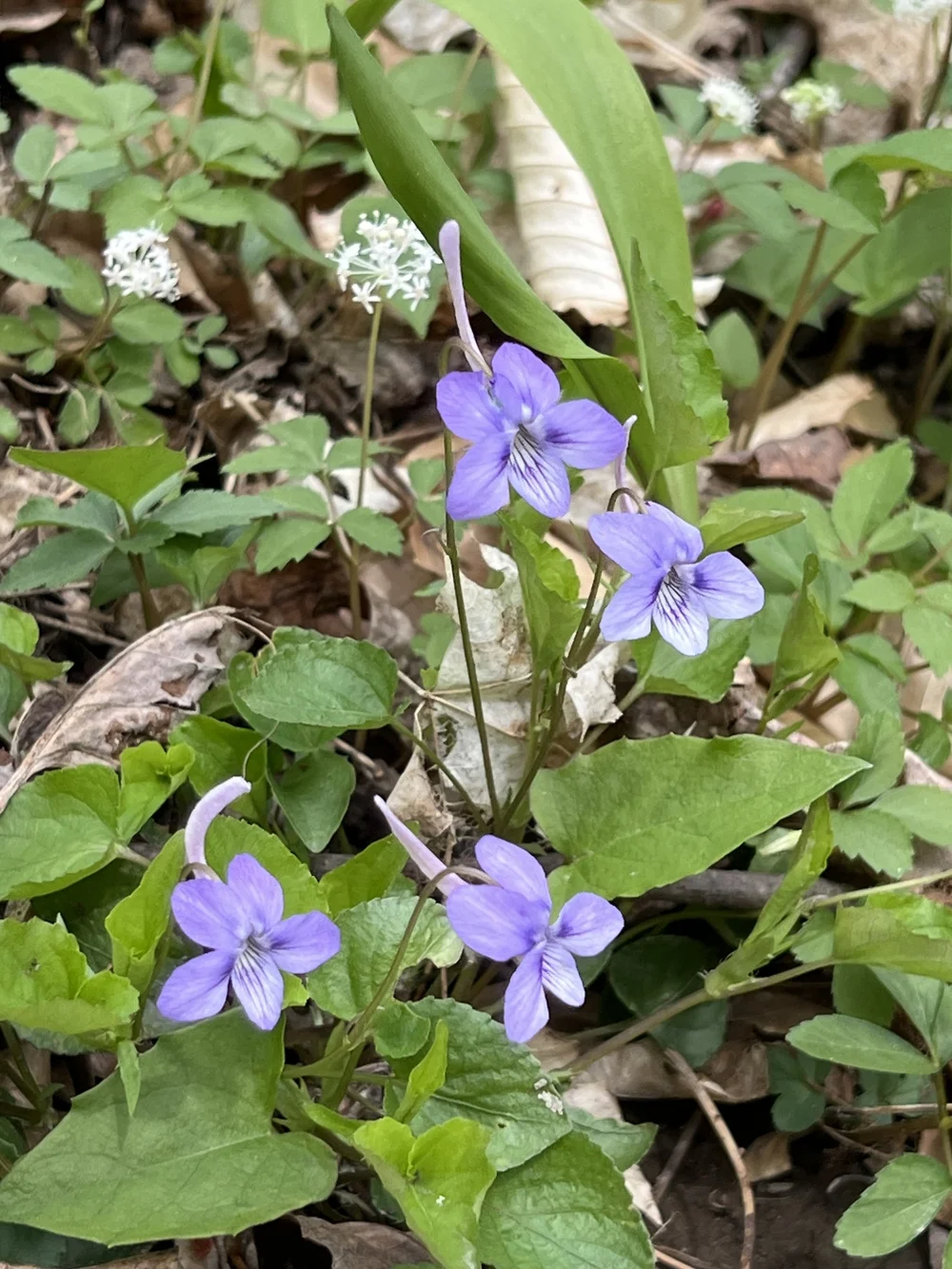 Long-spurred Violet (Viola rostrata) — Wild Ginger Woodlands