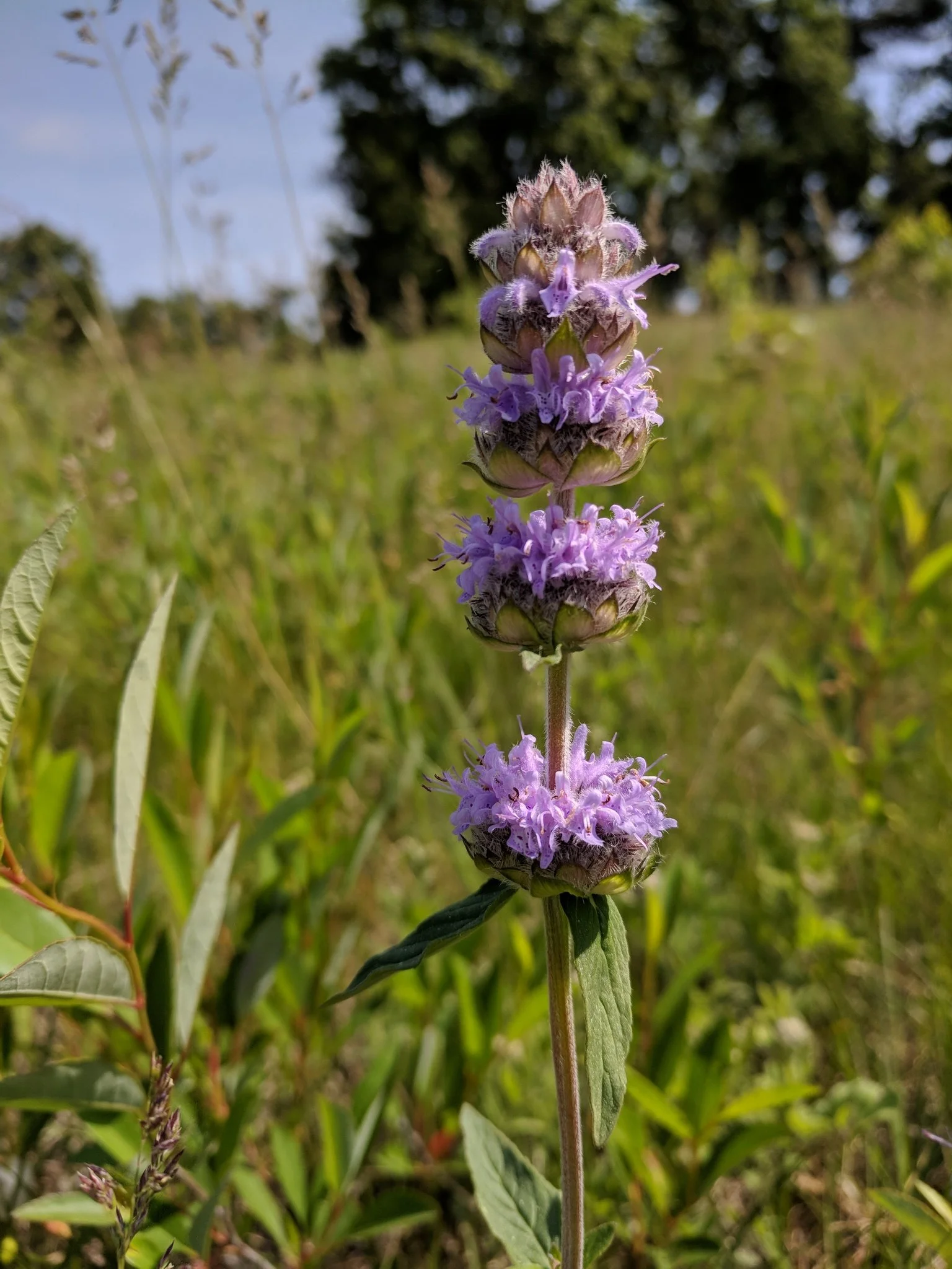 Downy Woodmint (Blephilia ciliata)