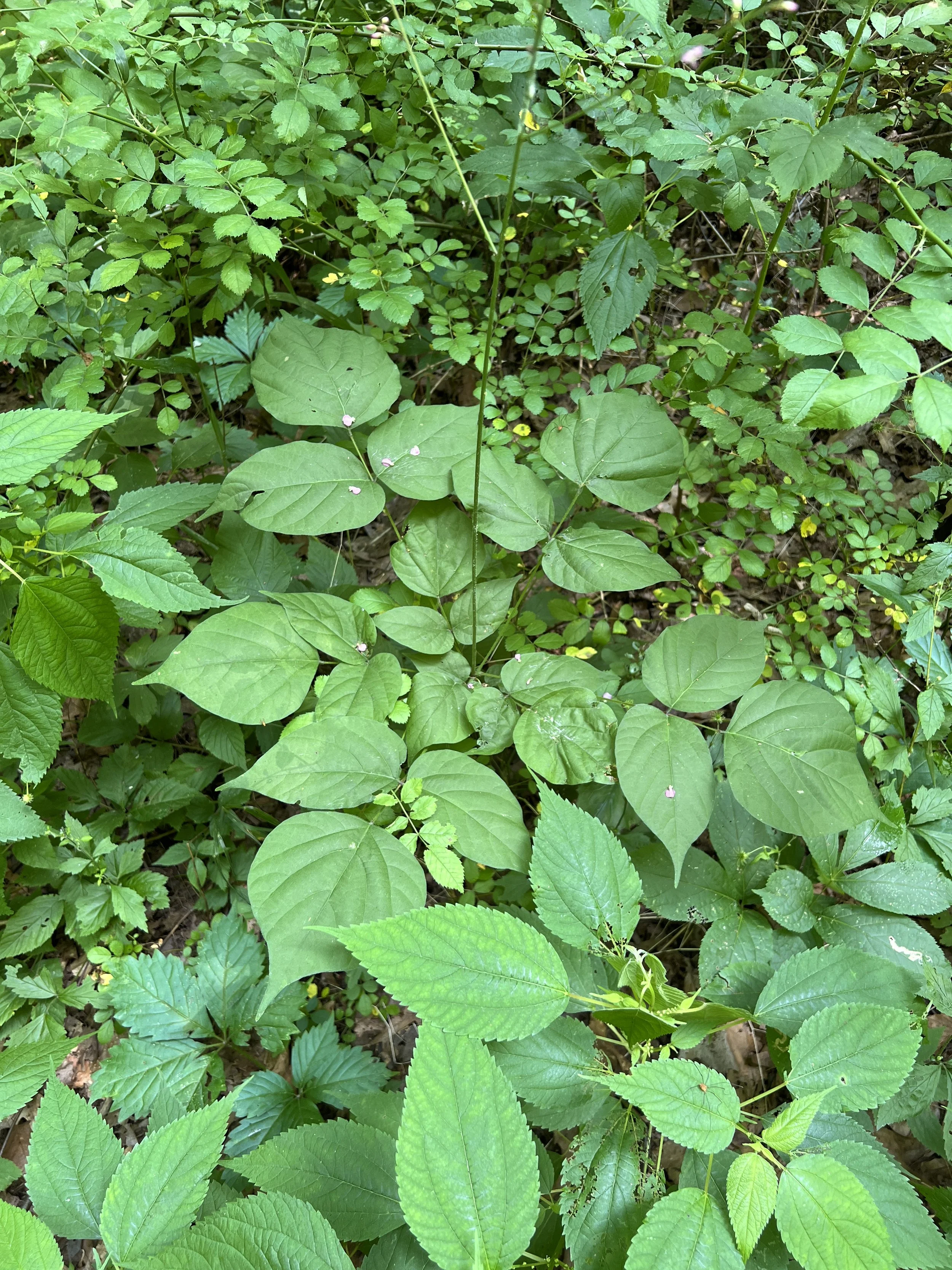 The leaves of pointed leaf tick trefoil are trifoliate and each leaflet does come to an acuminate point.