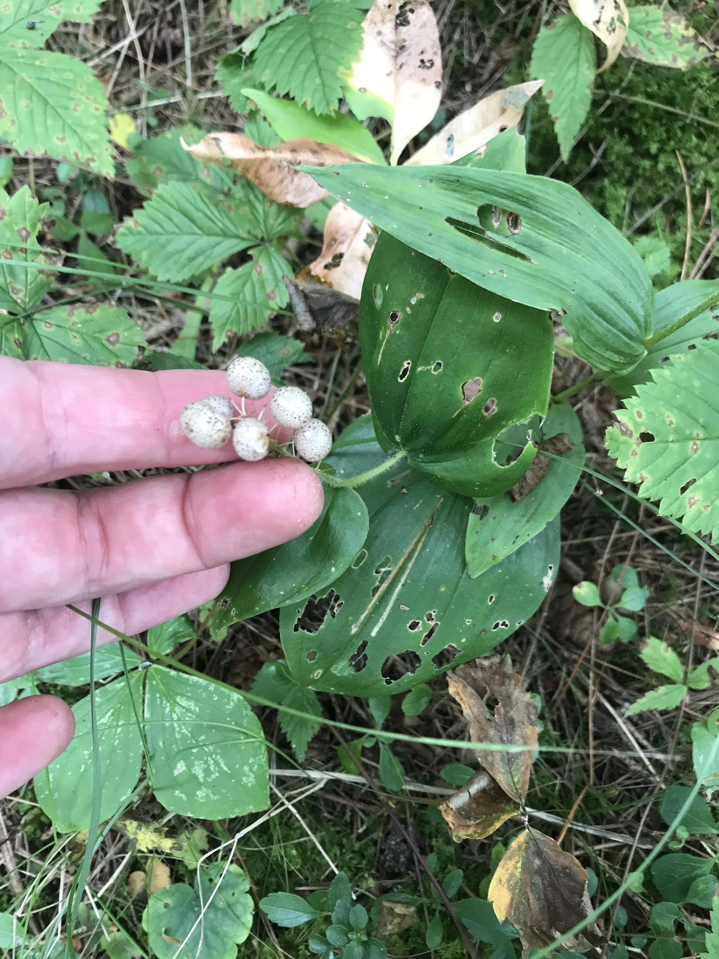 Canada Mayflower berries will eventually turn pink and then red.
