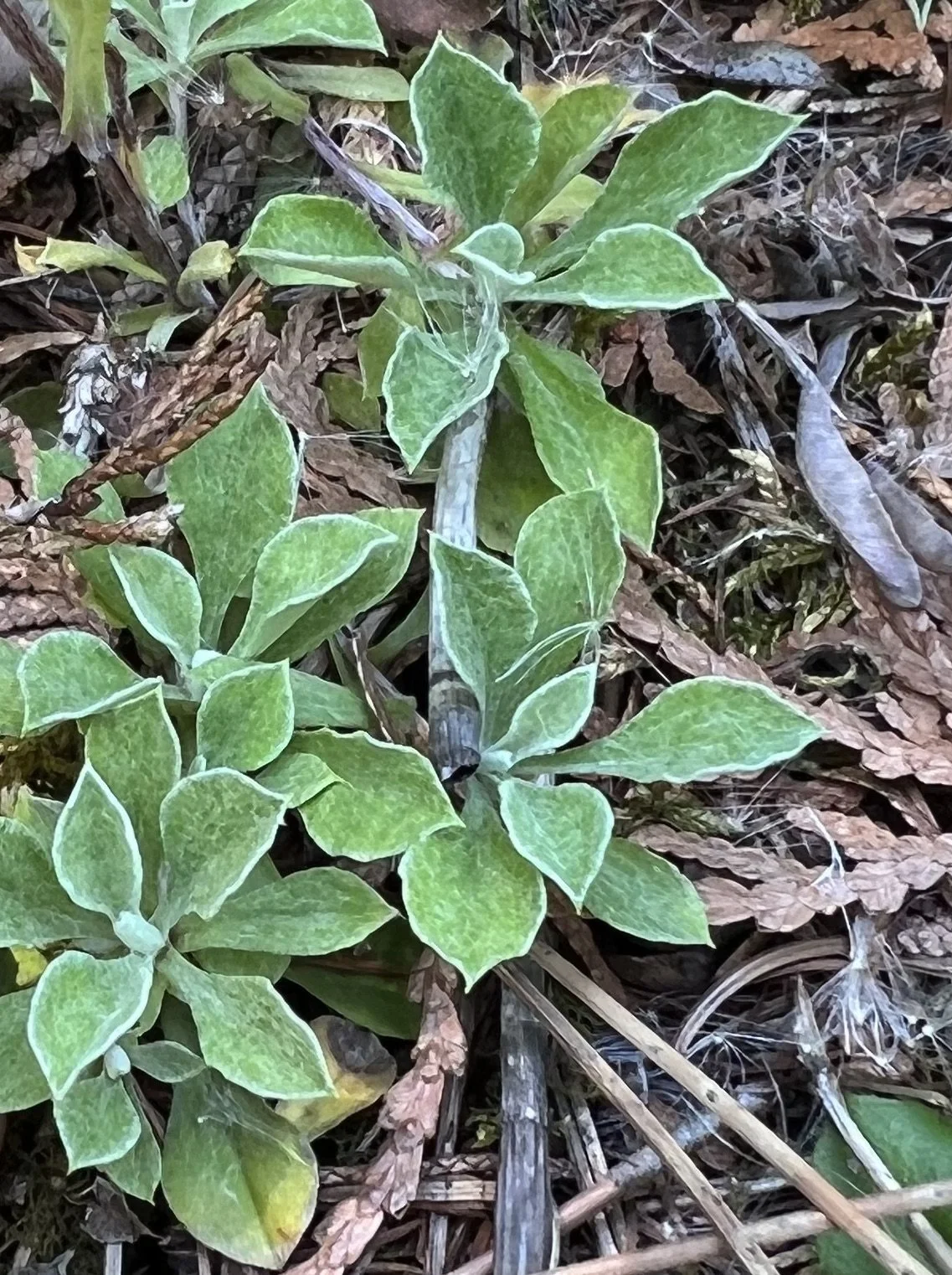 Small Pussytoes (Antennaria howelli)