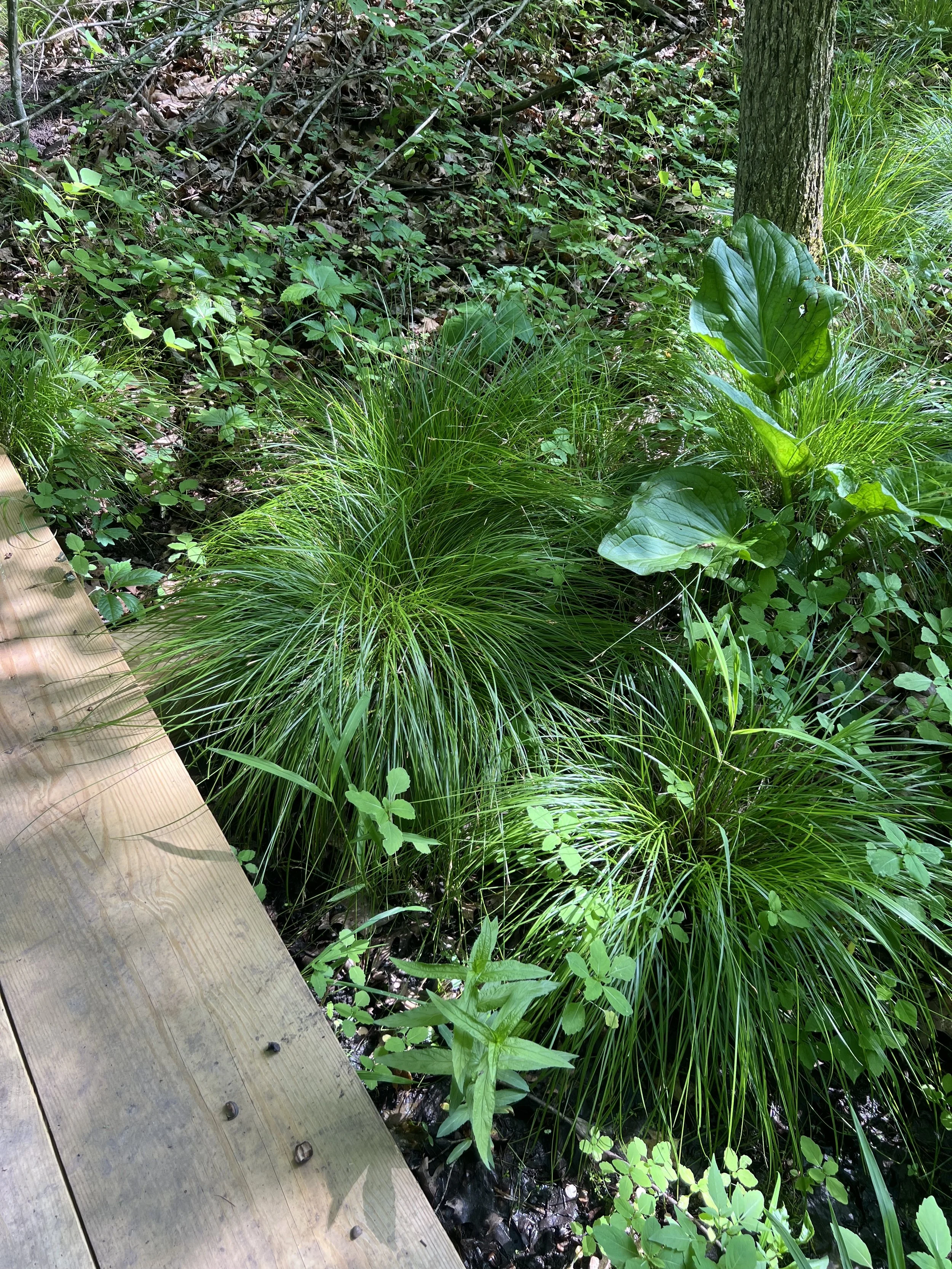Brome-like sedges are next to a boardwalk in a wet woods with young jewelweed plants around them.