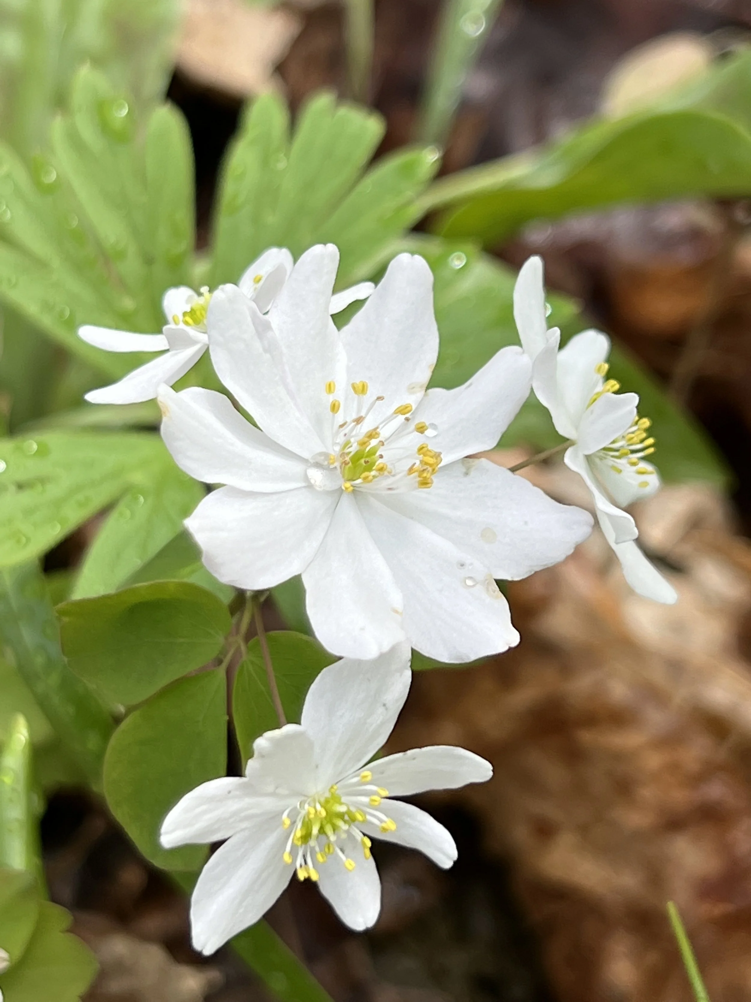 Several white rue anemone flowers up close with their many stamens with yellow anthers.