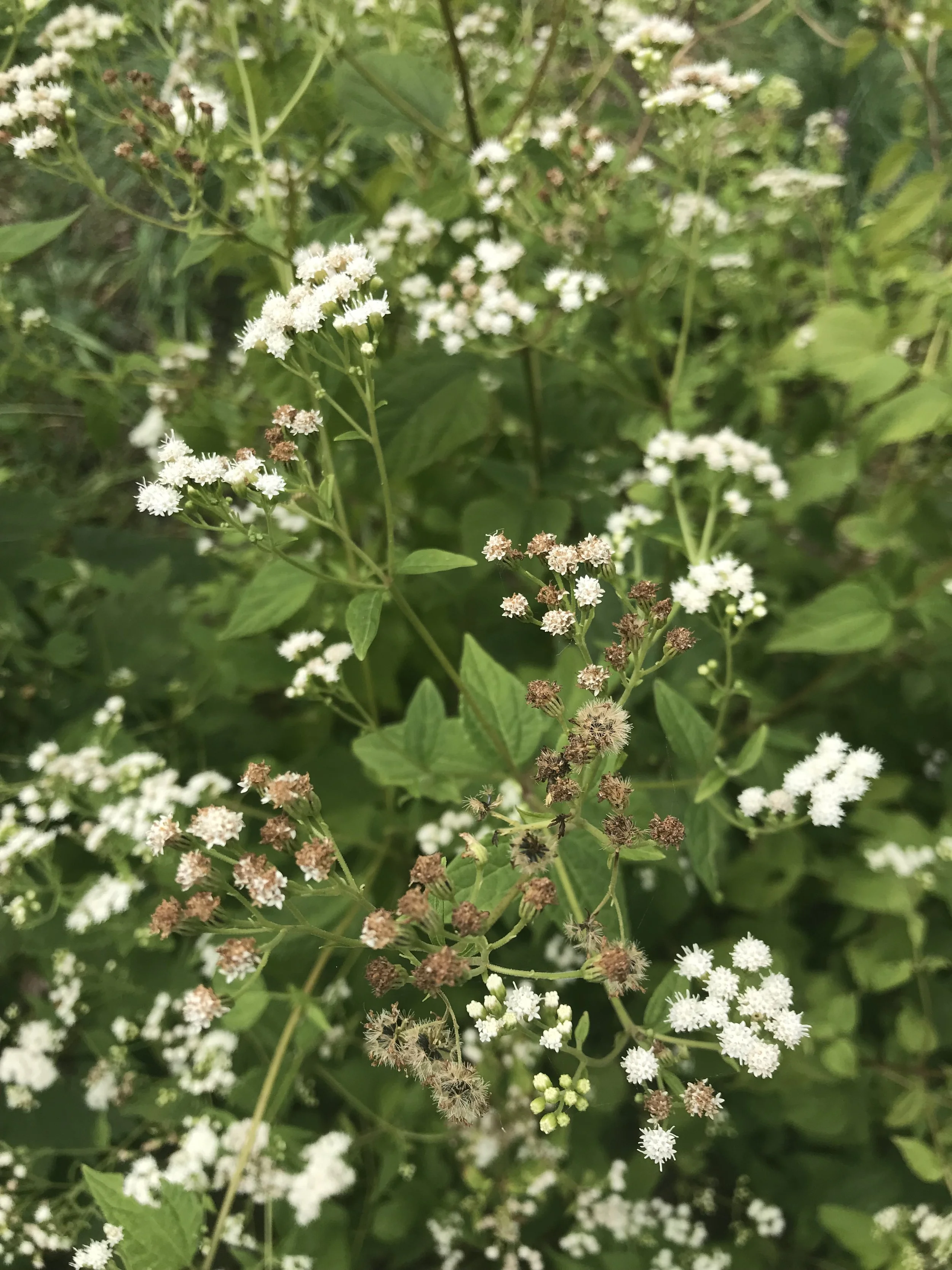 Some of the white snakeroot flowers are blooming while others have been pollinated and produced seed with tufts that carry them away in the wind.