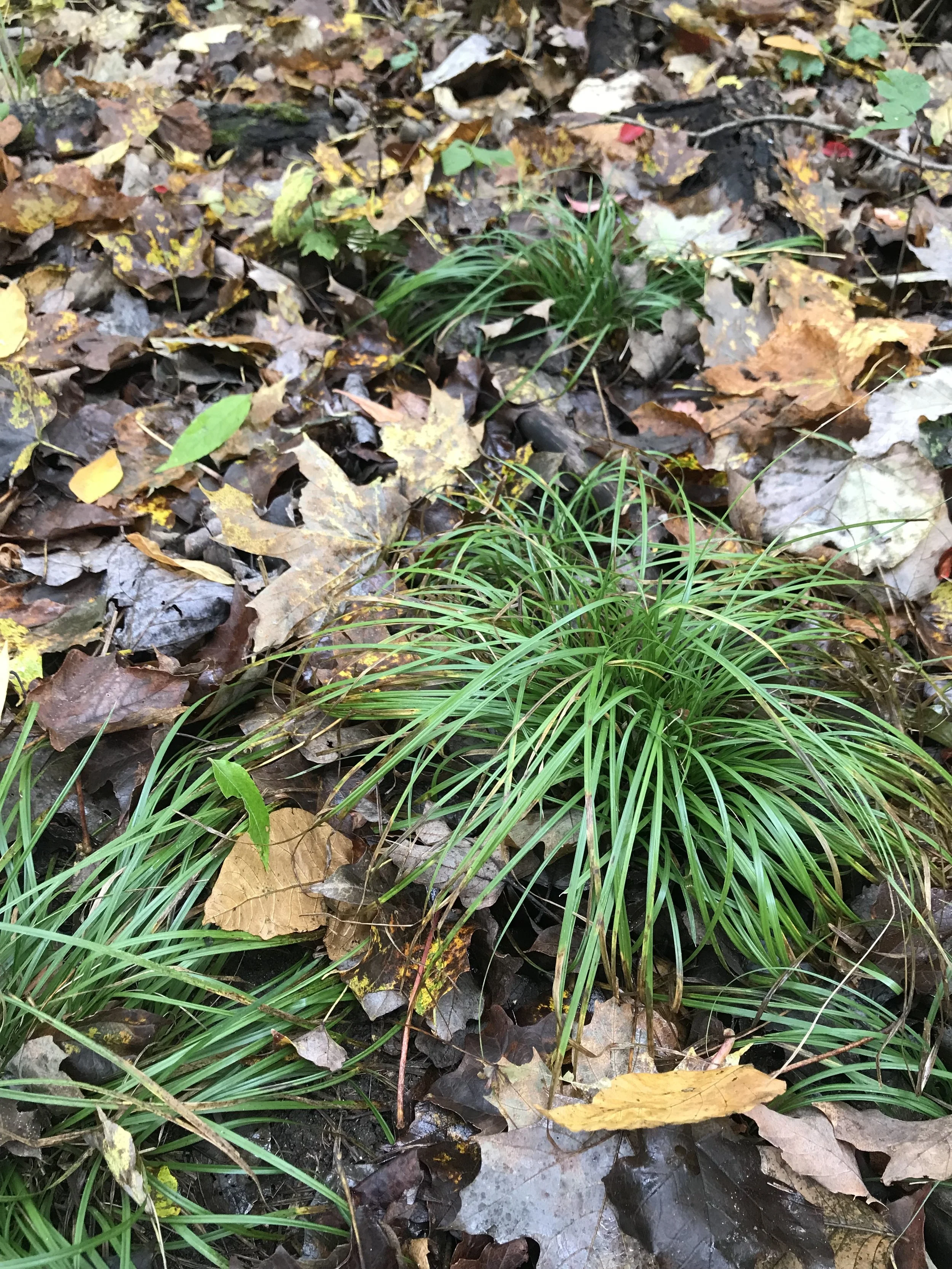 After the early spring growth, the dark green leaves flop over to one side.