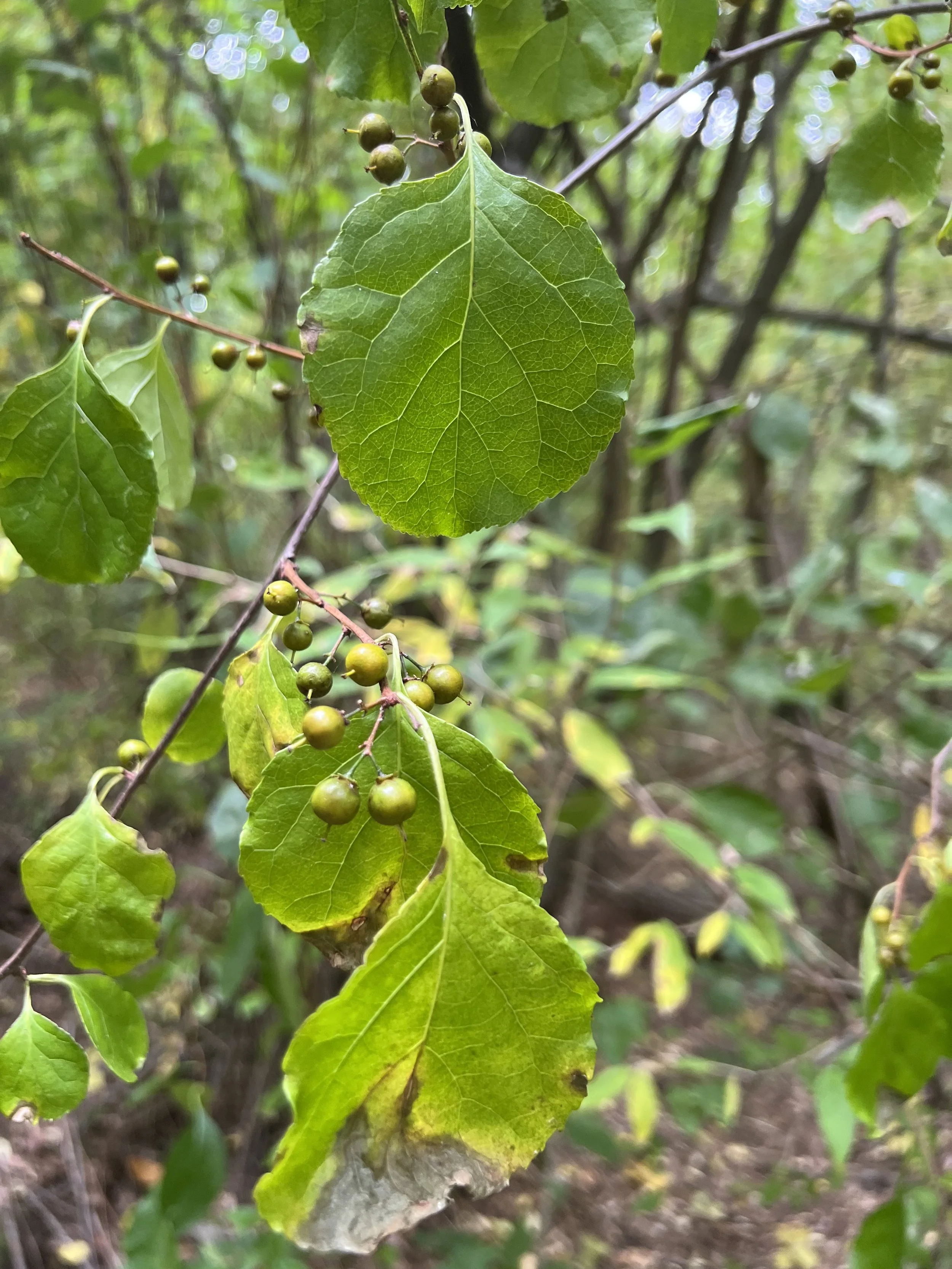 This photo shows round-leaved bittersweet with its wider leaves and the berries coming out of the axils of the leaves.