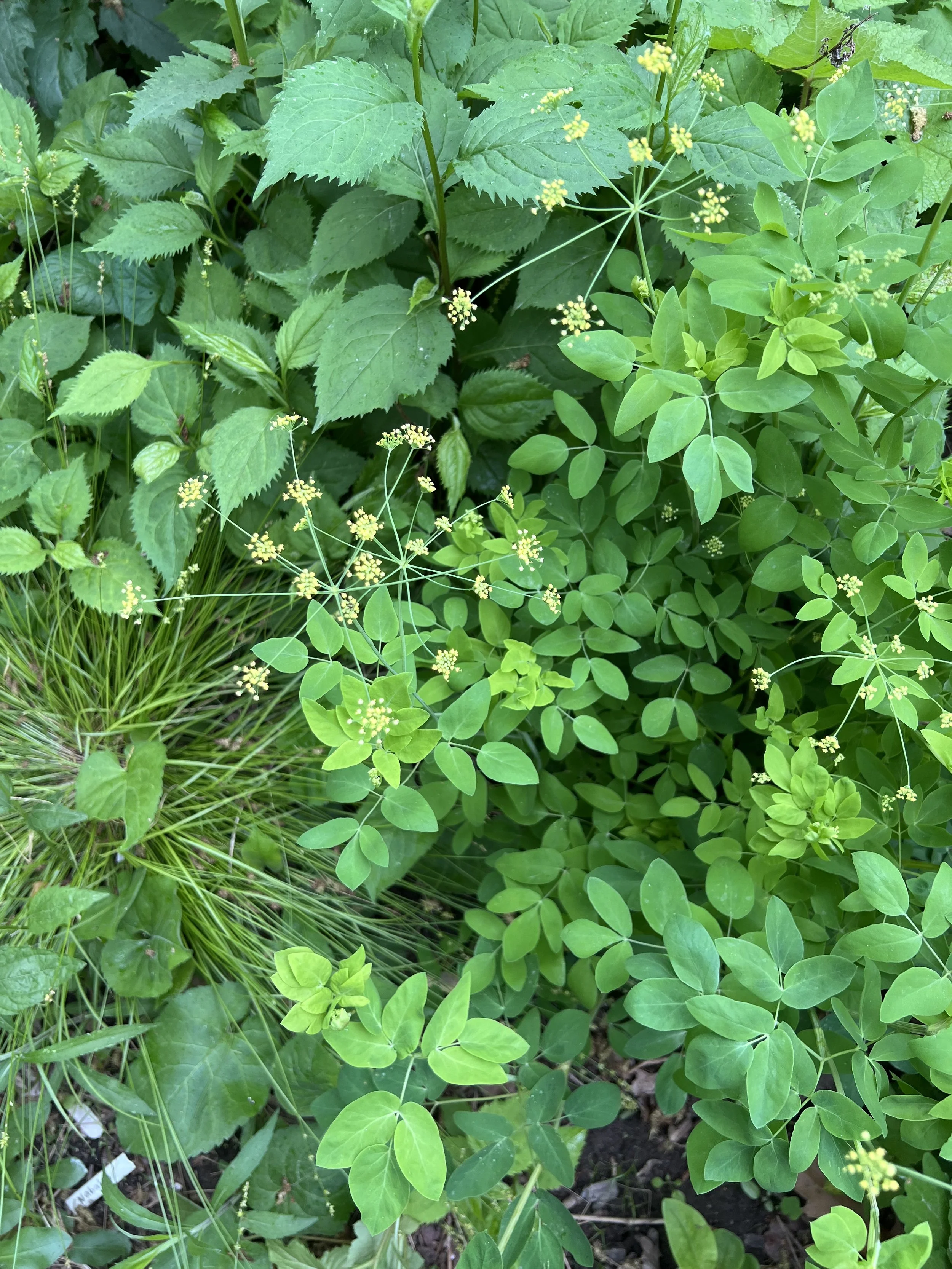 Eastern Star Sedge (Carex radiata) is in the background under yellow pimpernel flowers.