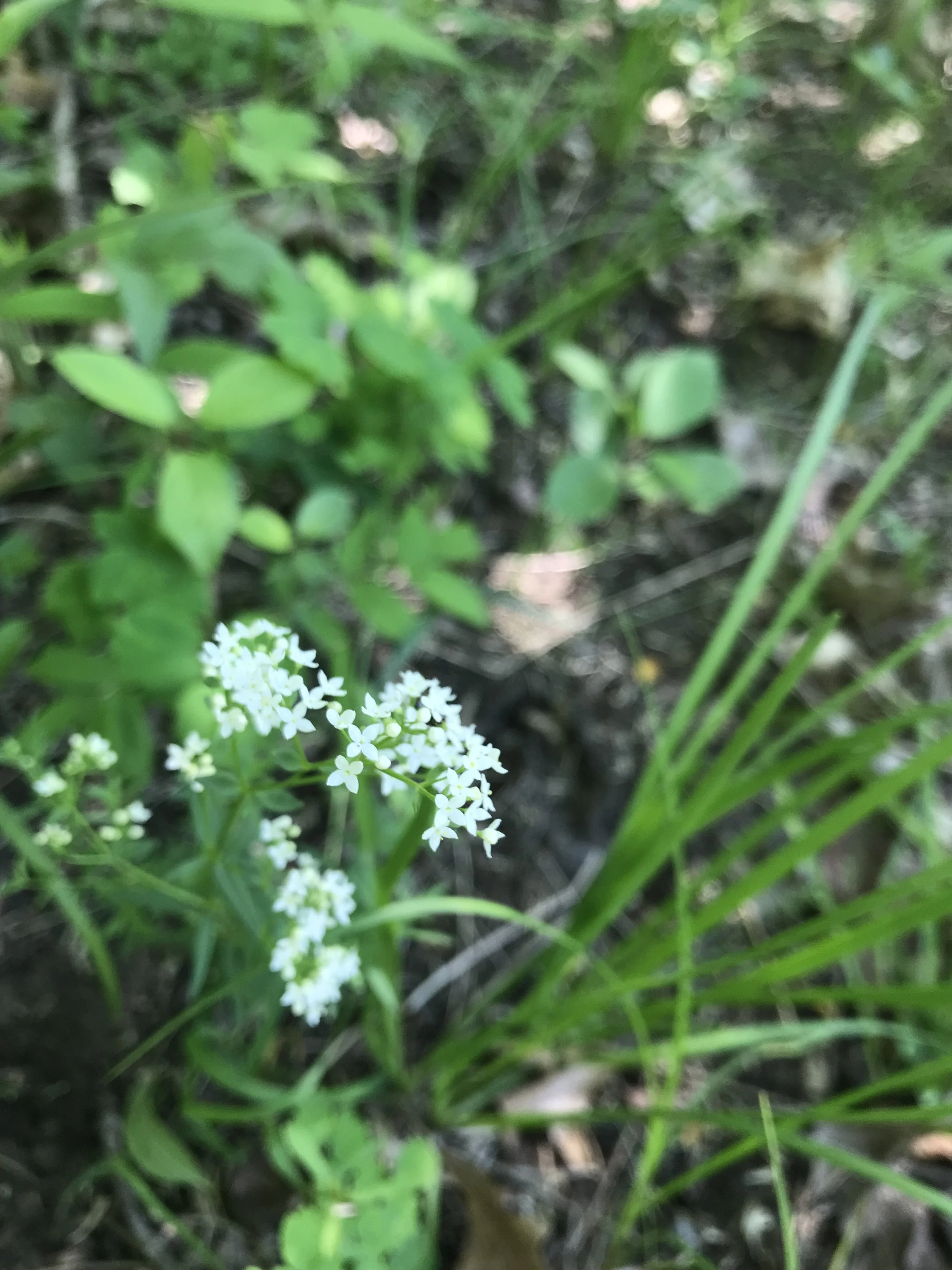 Northern Bedstraw (Galium boreale)