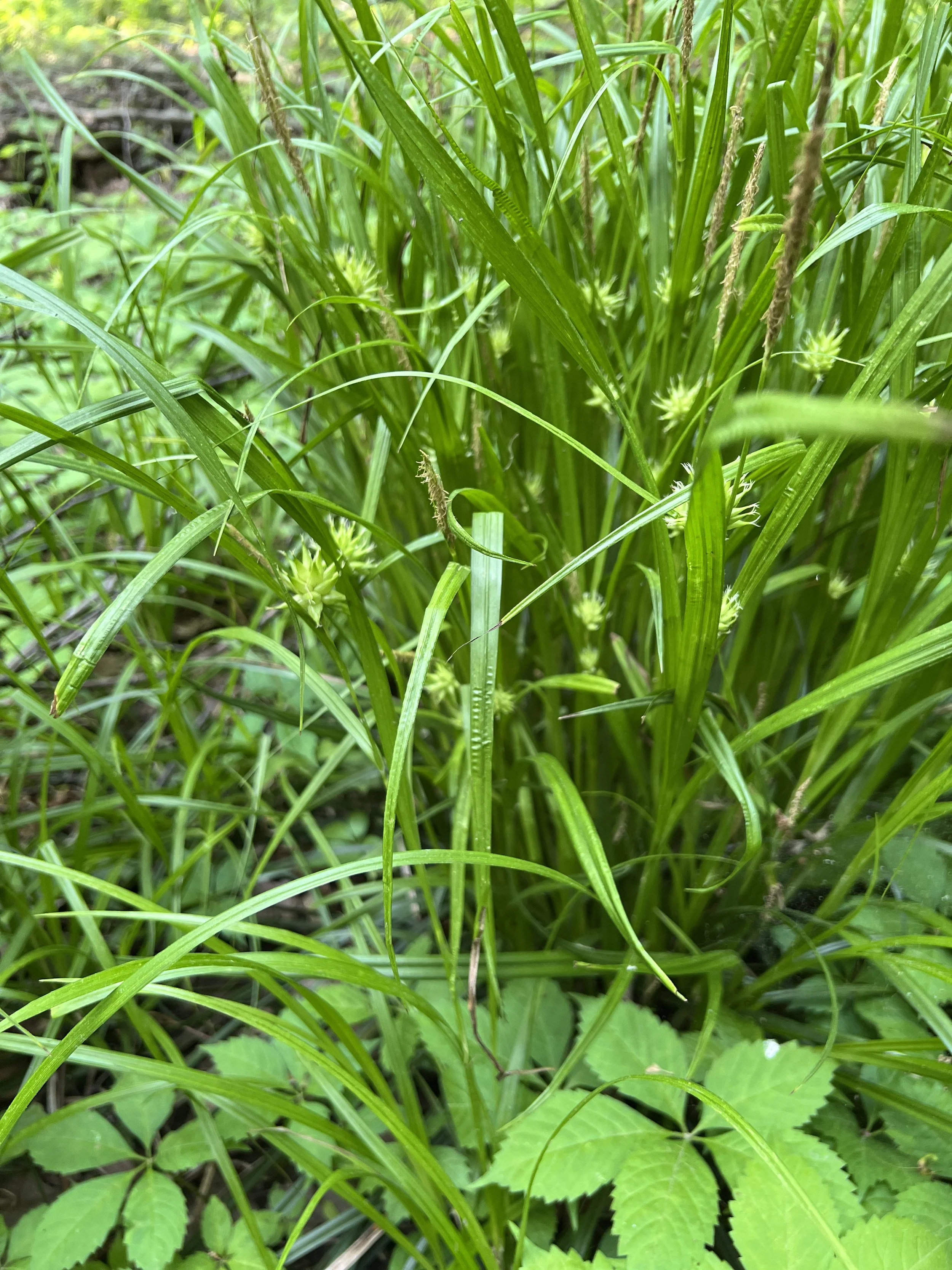 A sturdy grass-like plant with large mace-like seed heads, gray’s sedge grows in wet woods.
