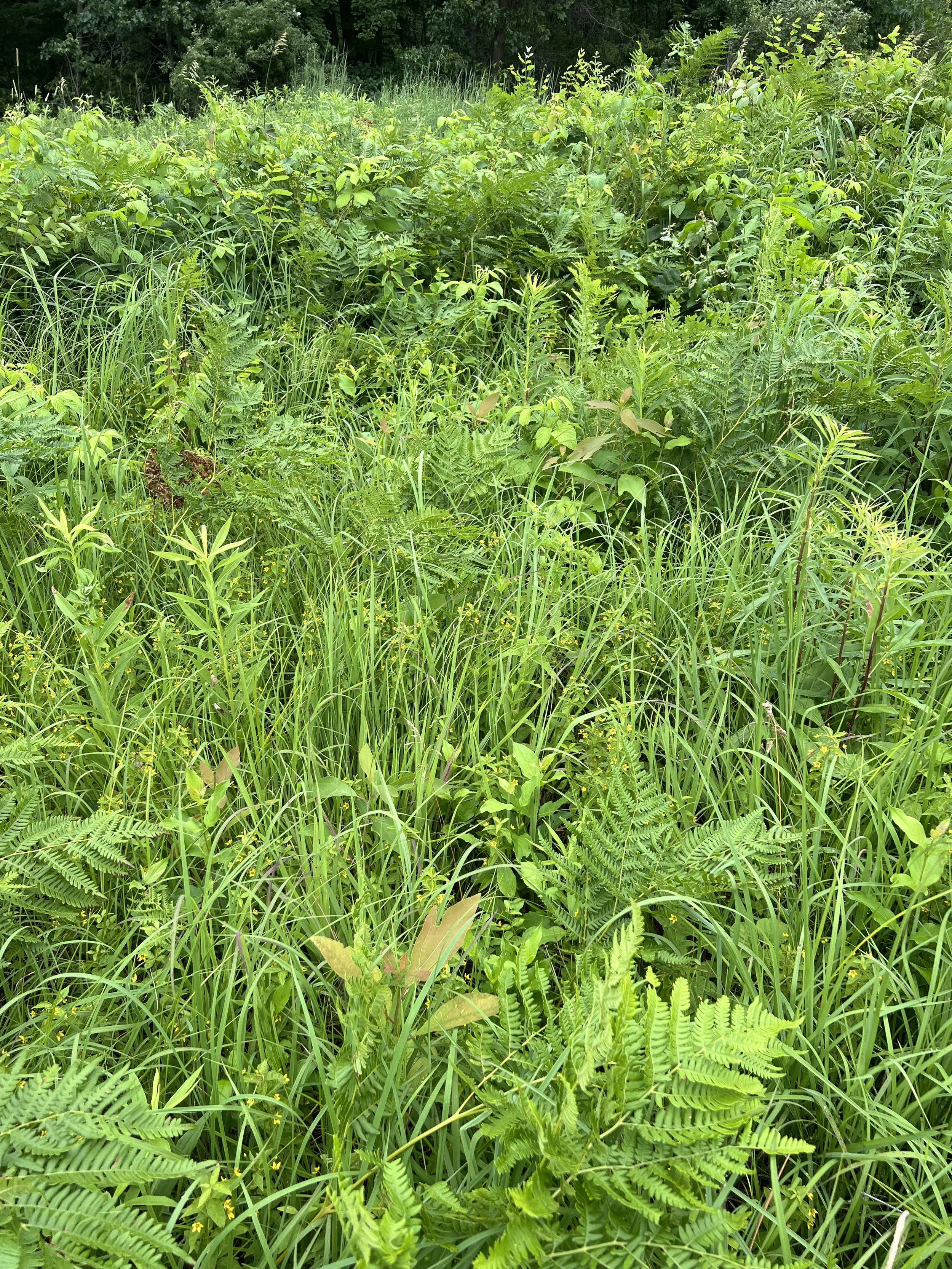 A large group of whorled loosestrife plants in a black soil prairie along a railroad grade.