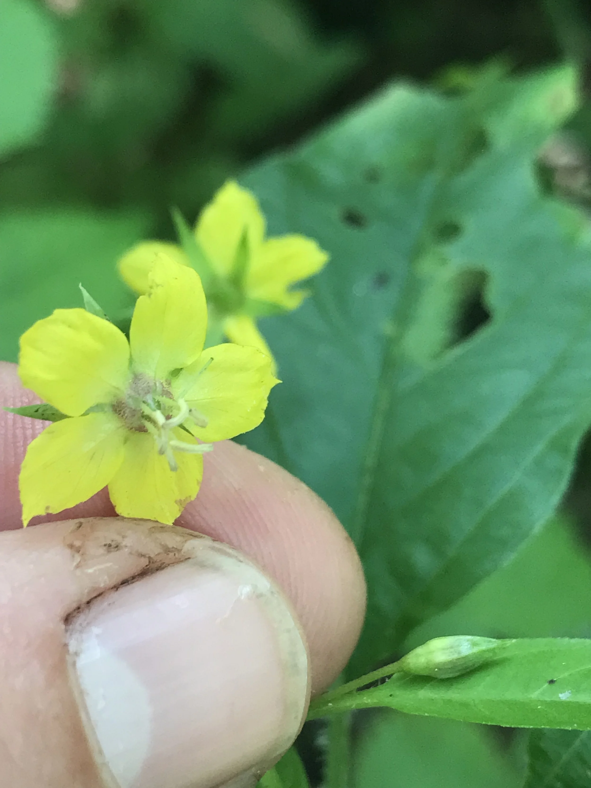 Tipping the flower up to see the pinkish center