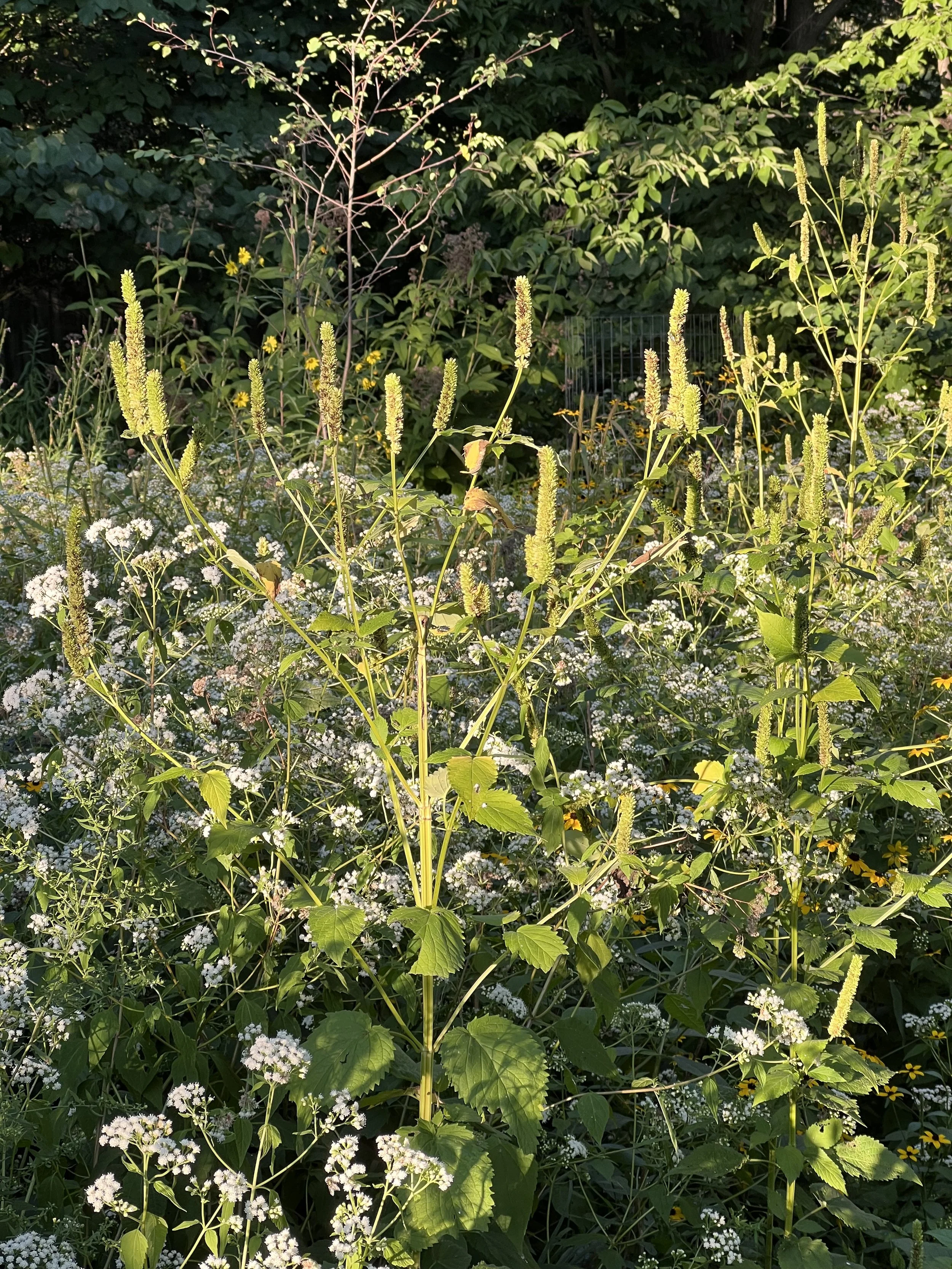 Giant Yellow Hyssop is branching in this photo and has numerous flower spikes at the end of each branched stem. It is surrounded by white snakeroot.