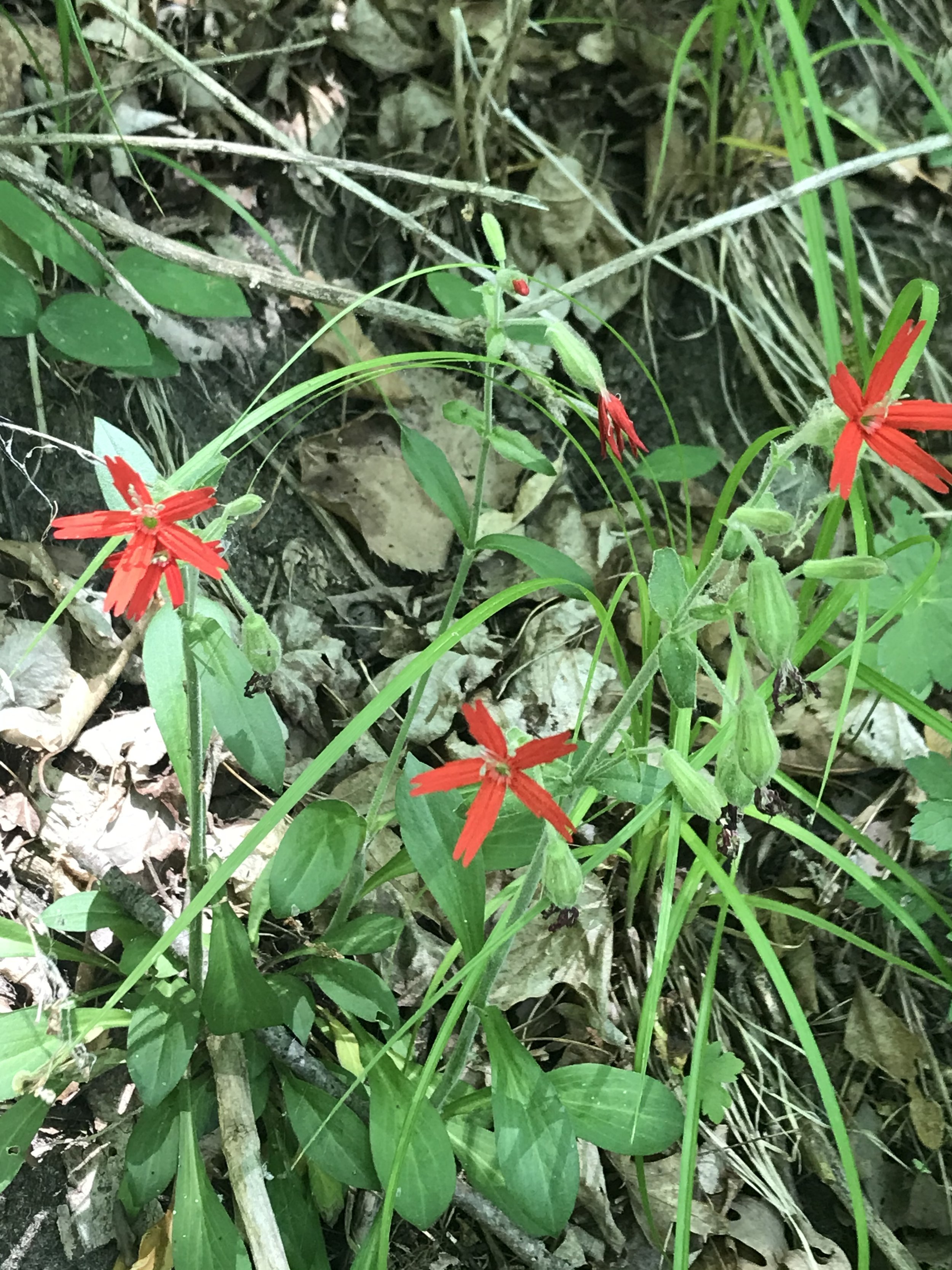 IMG_0250.jpeg