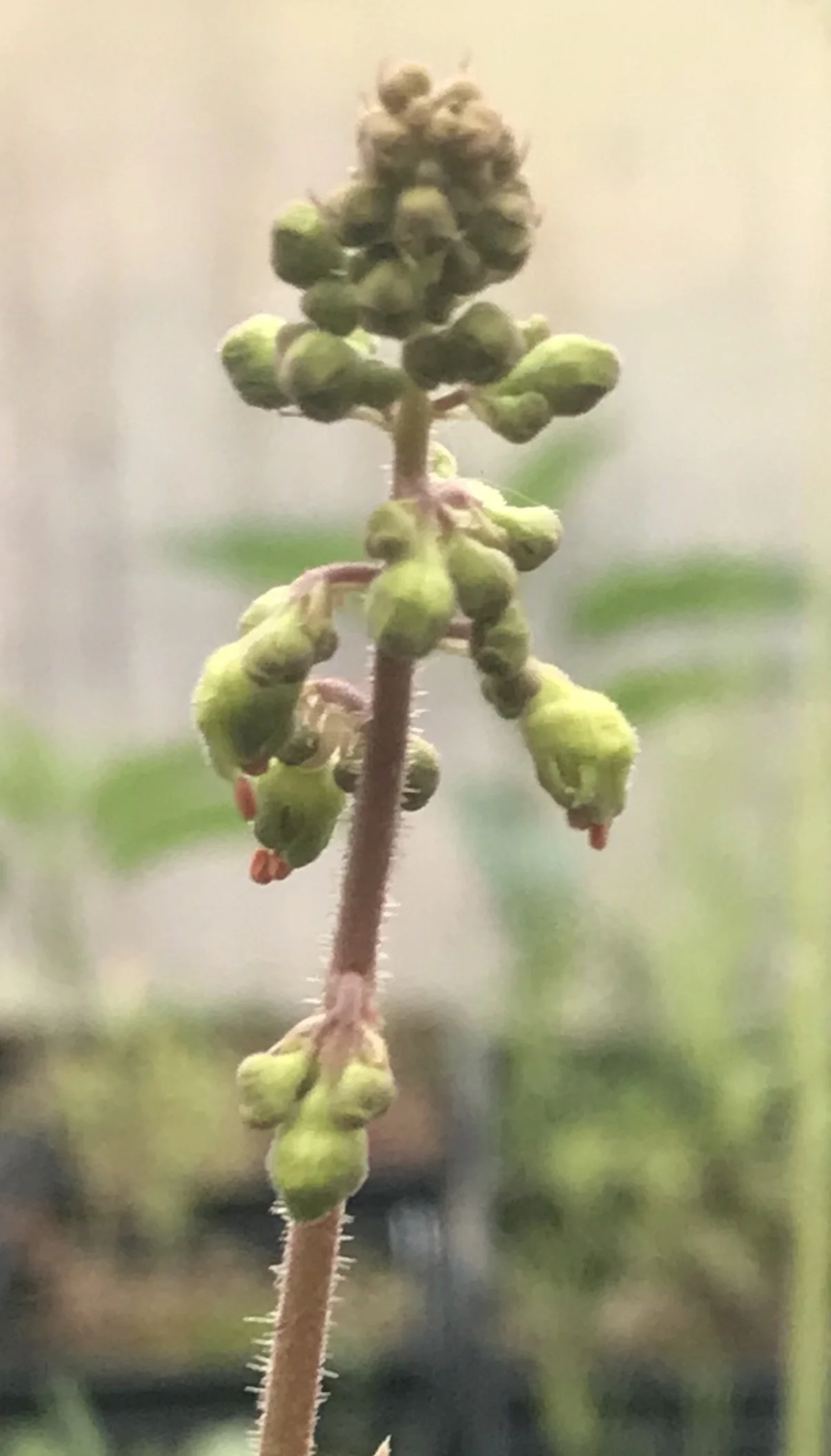 This photo shows the greenish flowers of prairie alum root with the stamens sticking out.