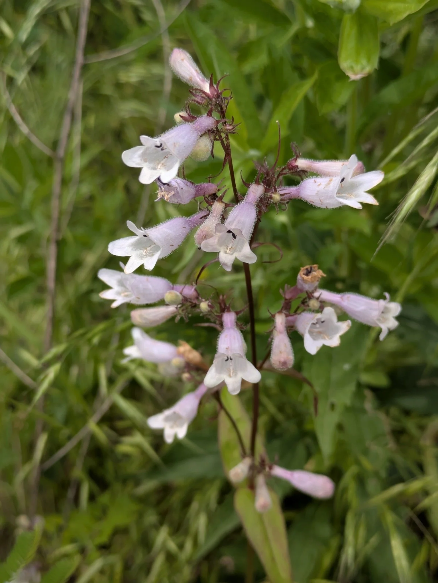 Calico Beardtongue (Penstemon calycosus)