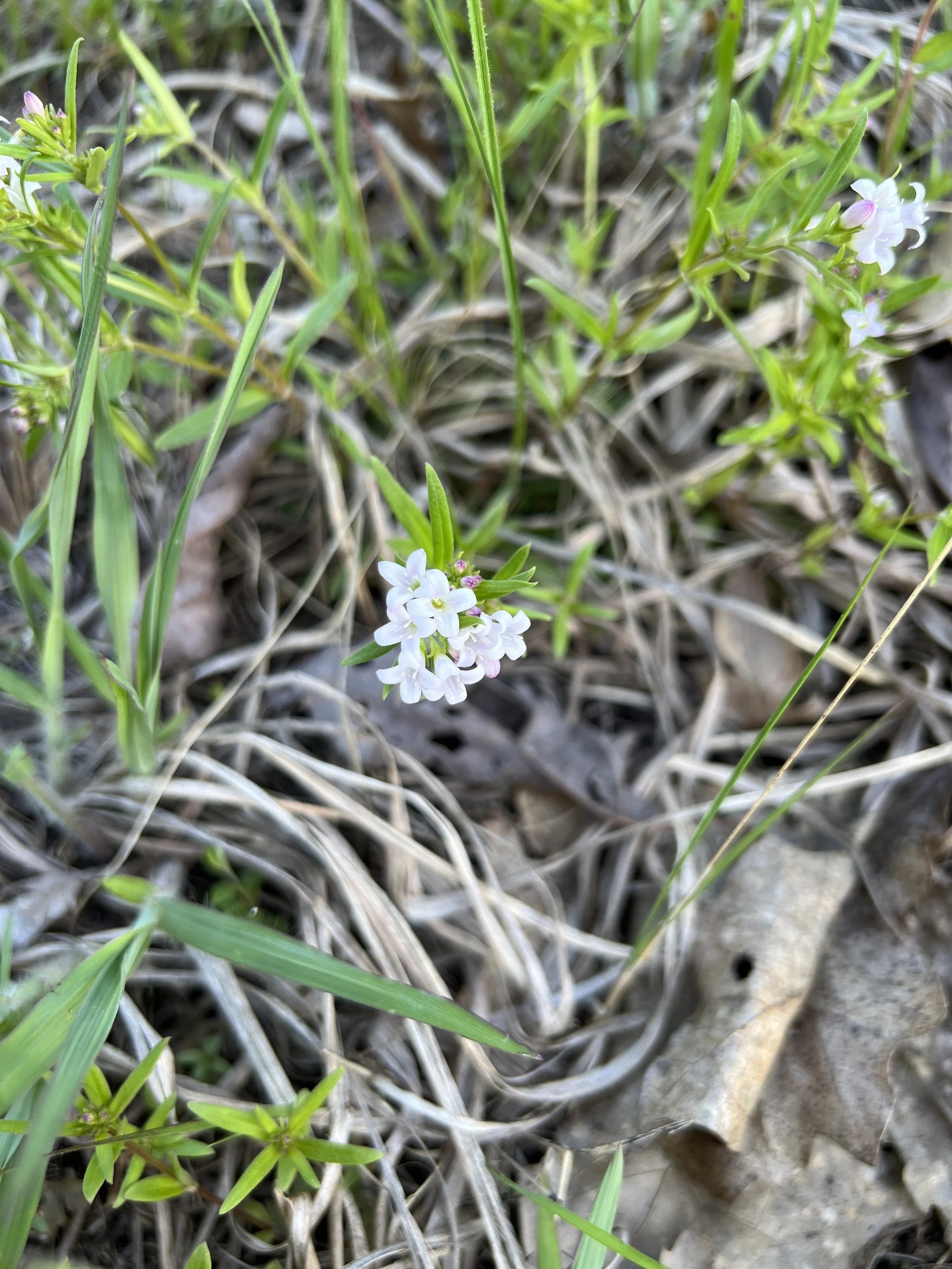 A group of small, four-pointed white flowers is seen growing low to the ground.  This is Canada Bluet (Houstonia canadensis).