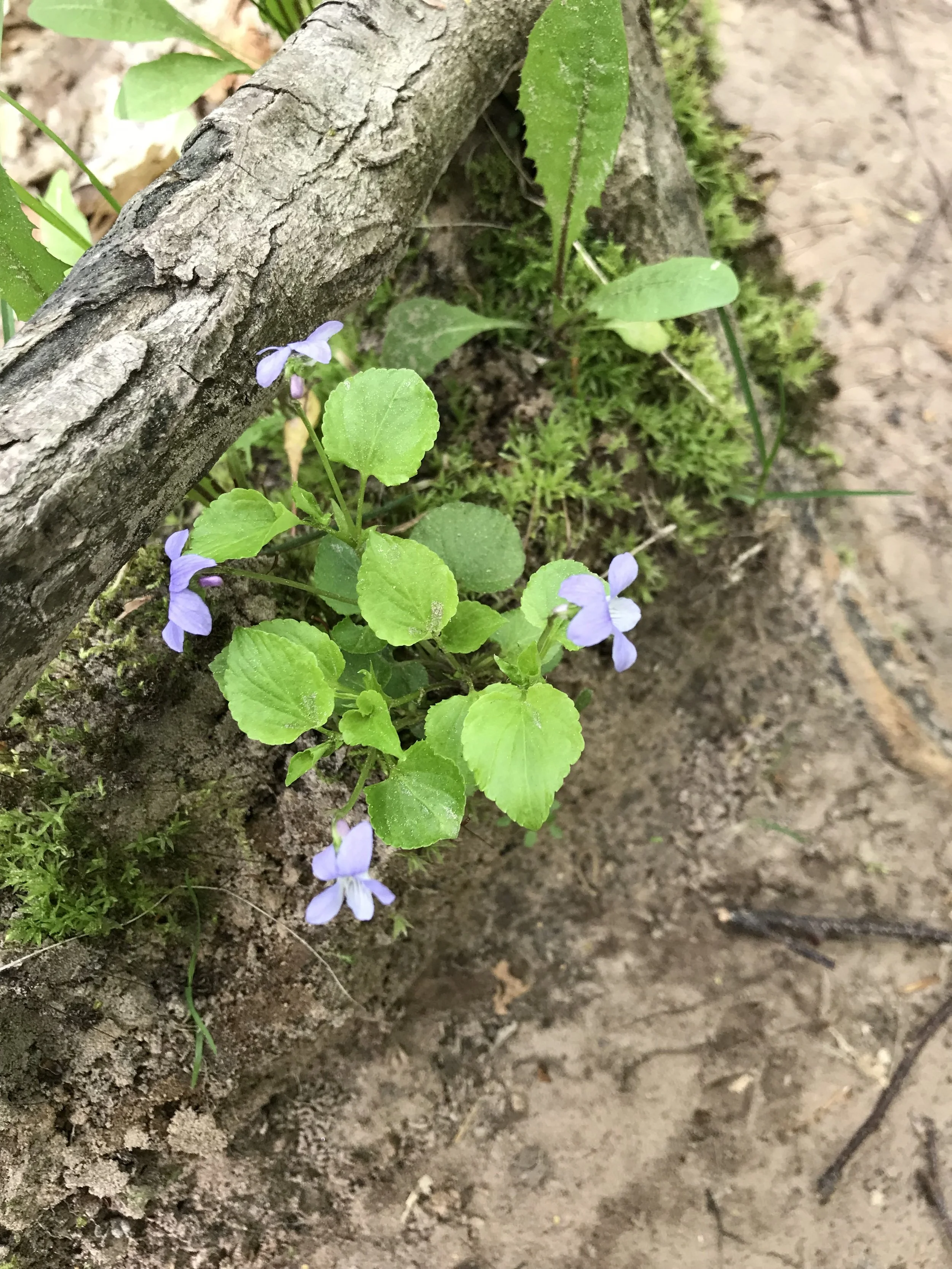 Labrador (Dog) Violet—Viola labradorica