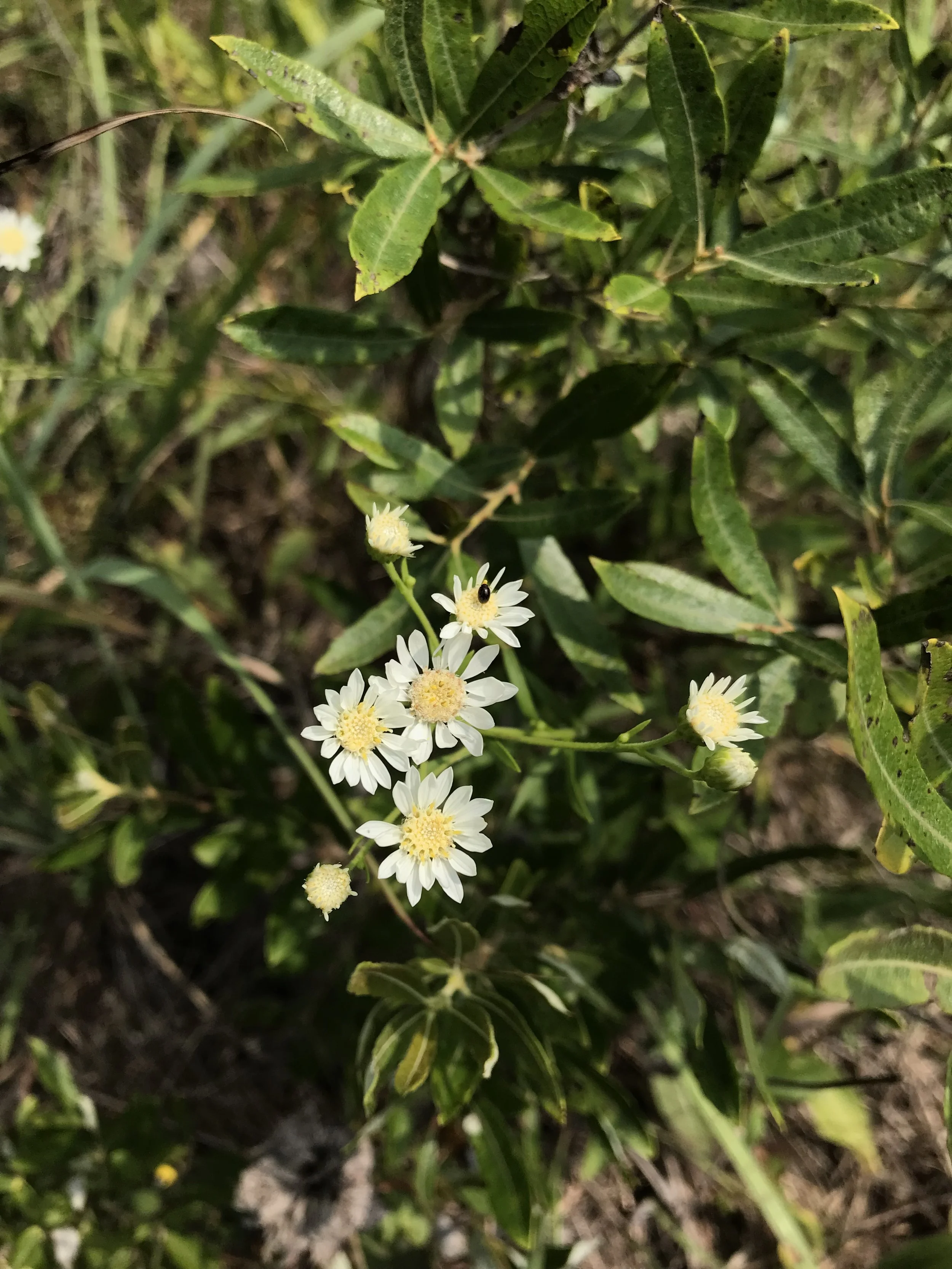 IMG_2403.jpeg