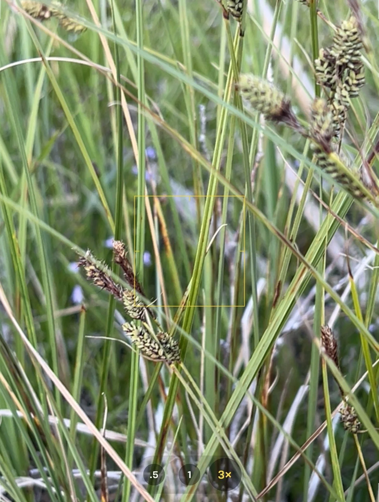 Buxbaum’s sedge is sometimes found in large stands.