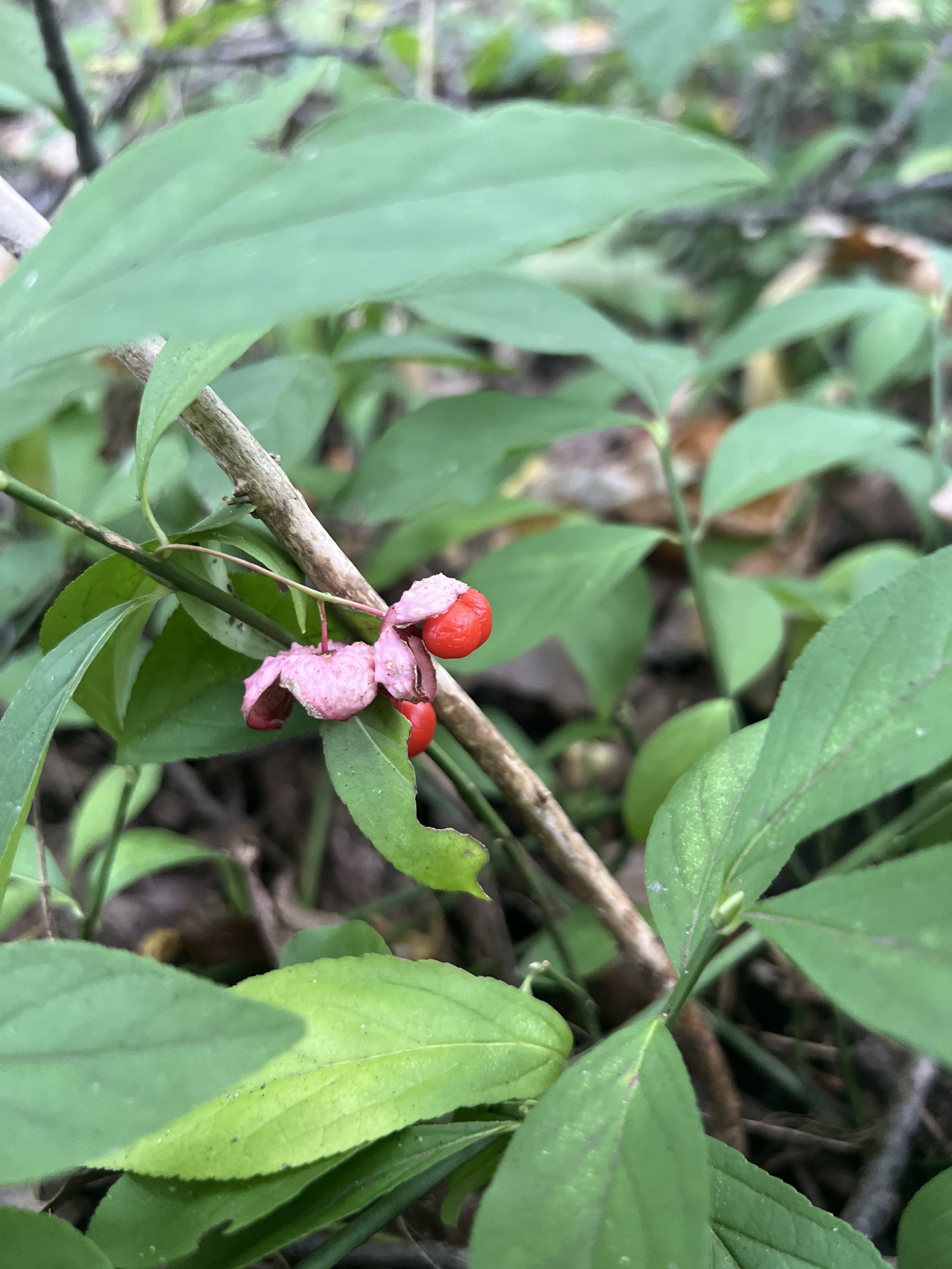 IMG_6888.jpeg