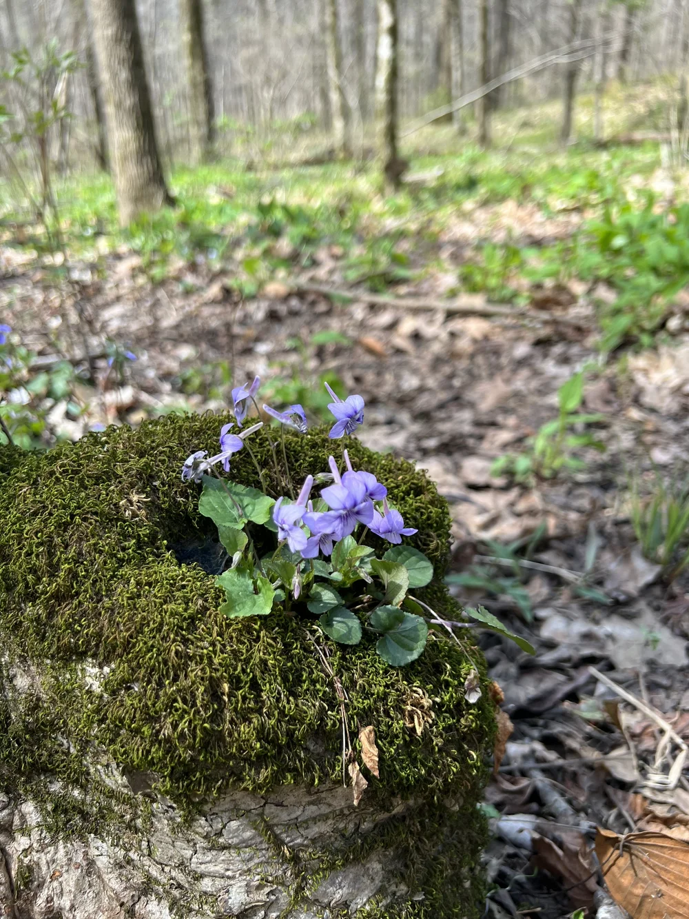 Long-spurred Violet (Viola rostrata) — Wild Ginger Woodlands