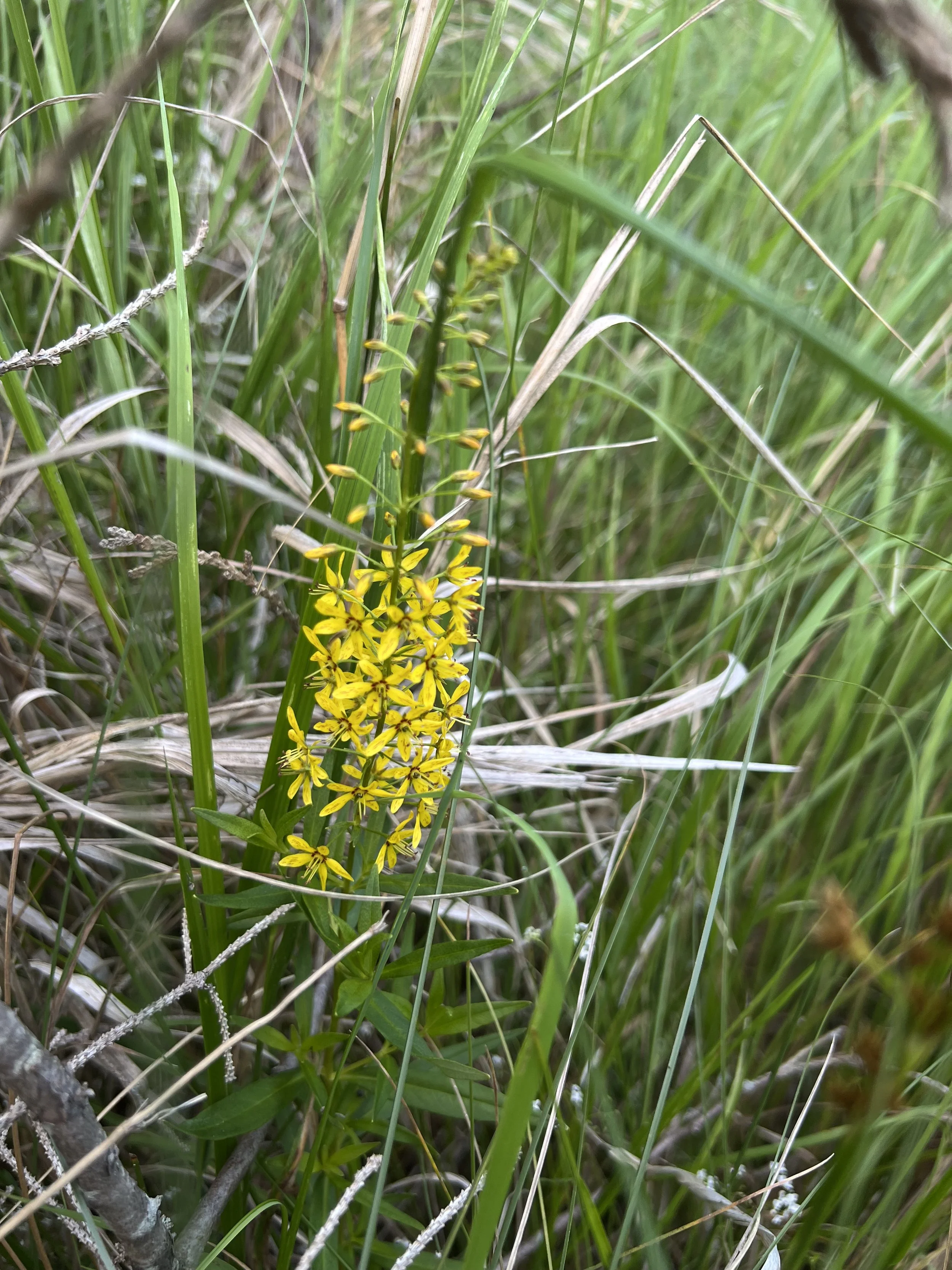 A spike of yellow swamp candle flowers is in view with other wetland plants.