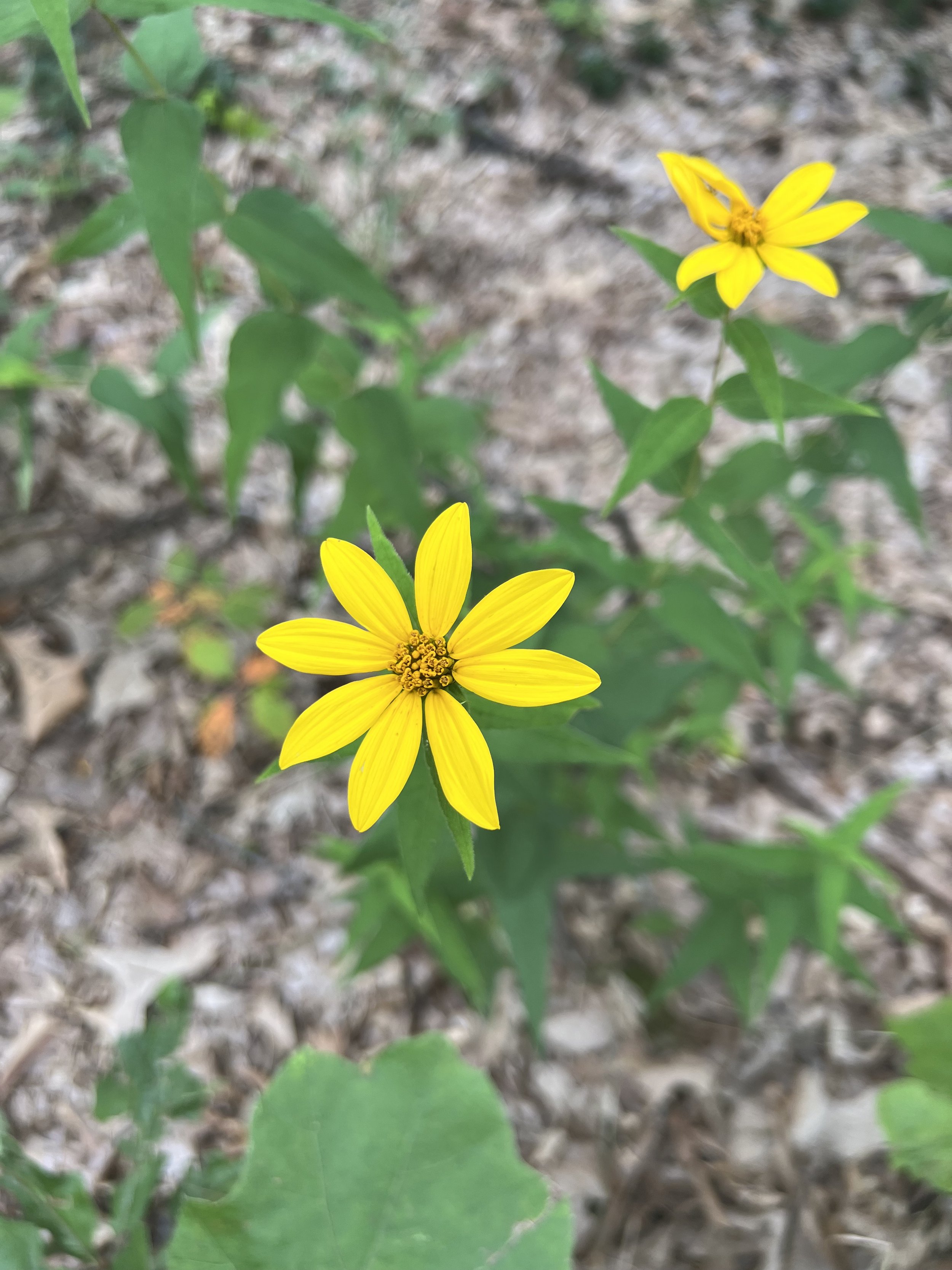 The cheerful flower of woodland sunflower (Helianthus divaricatus) with yellow petals and a golden center to the composite flower.